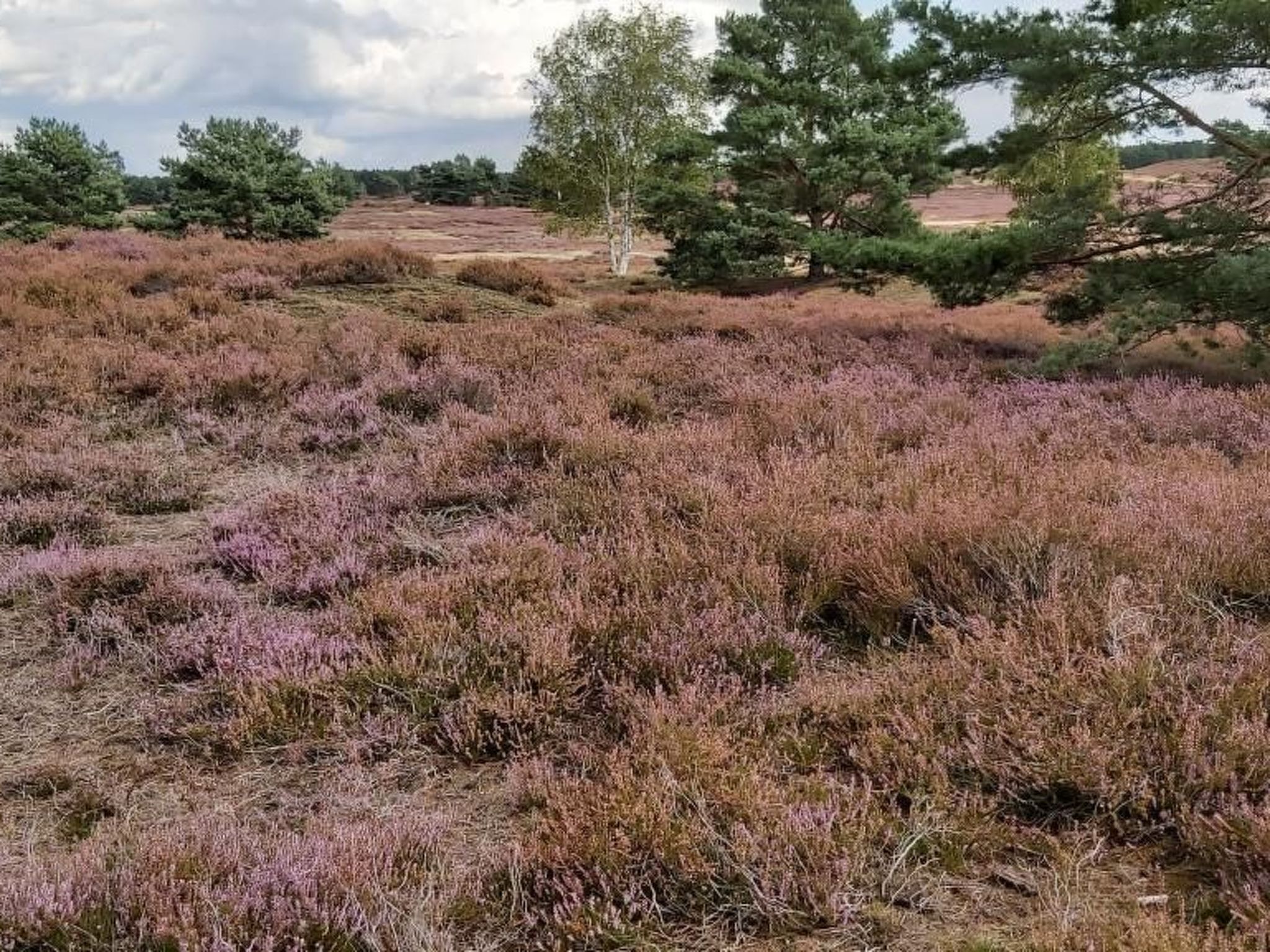 De lüt Ferienhof Jameln Lüneburger-Heide/Wendland - Buiten