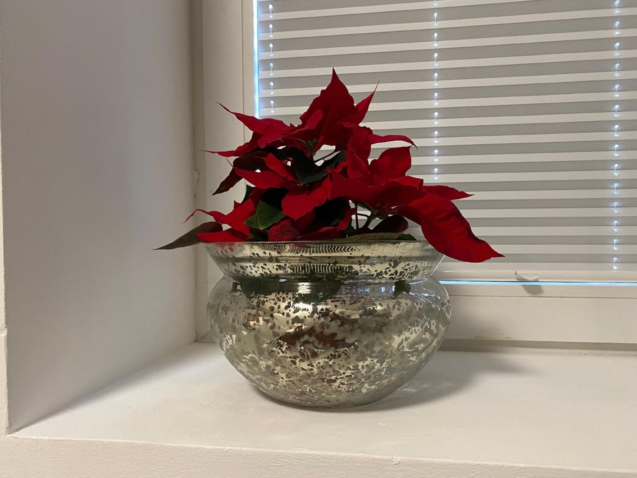 In Hameln mit Garten