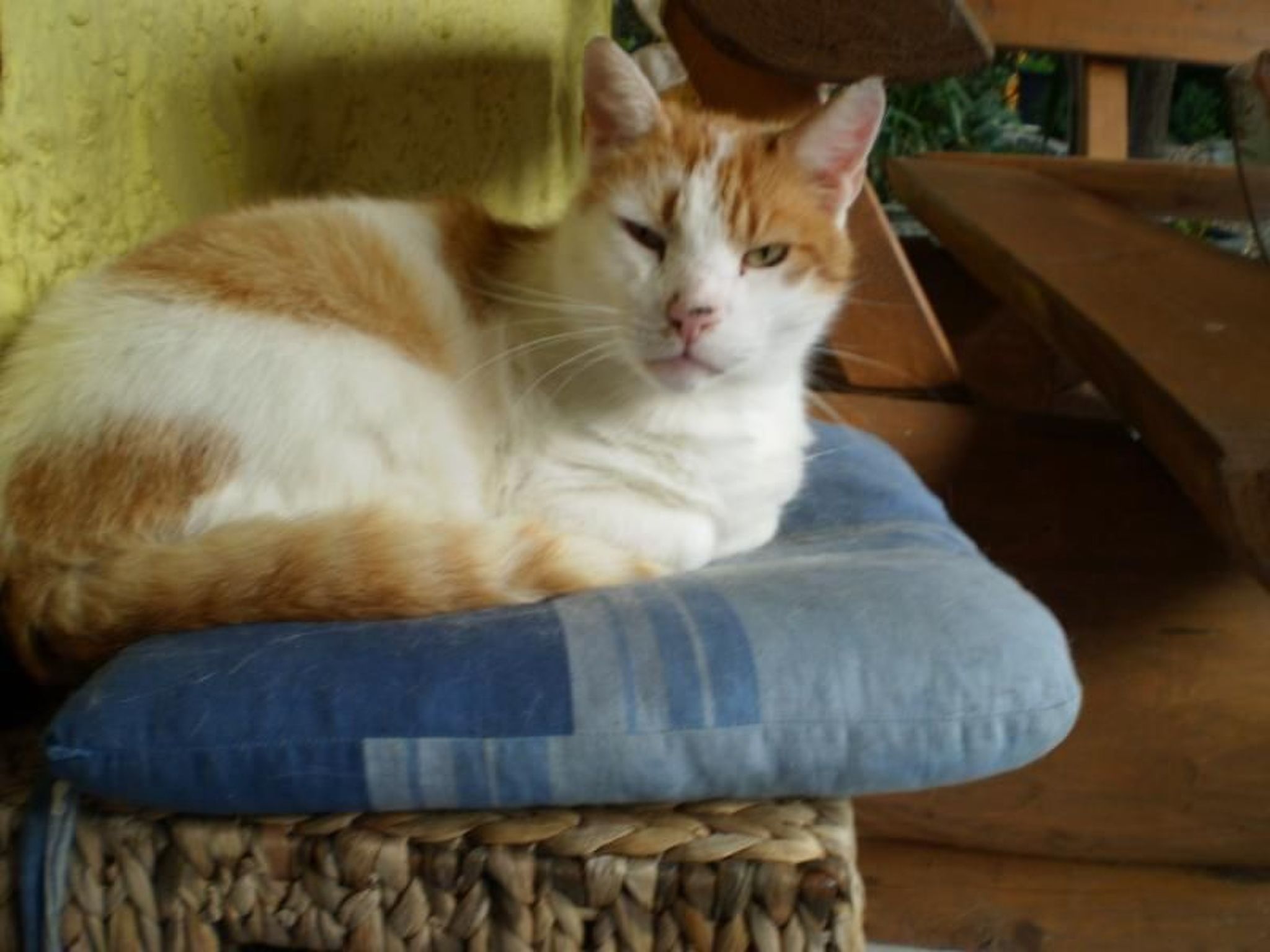 Gemütliche Wohnung mit Terrasse-Dedans