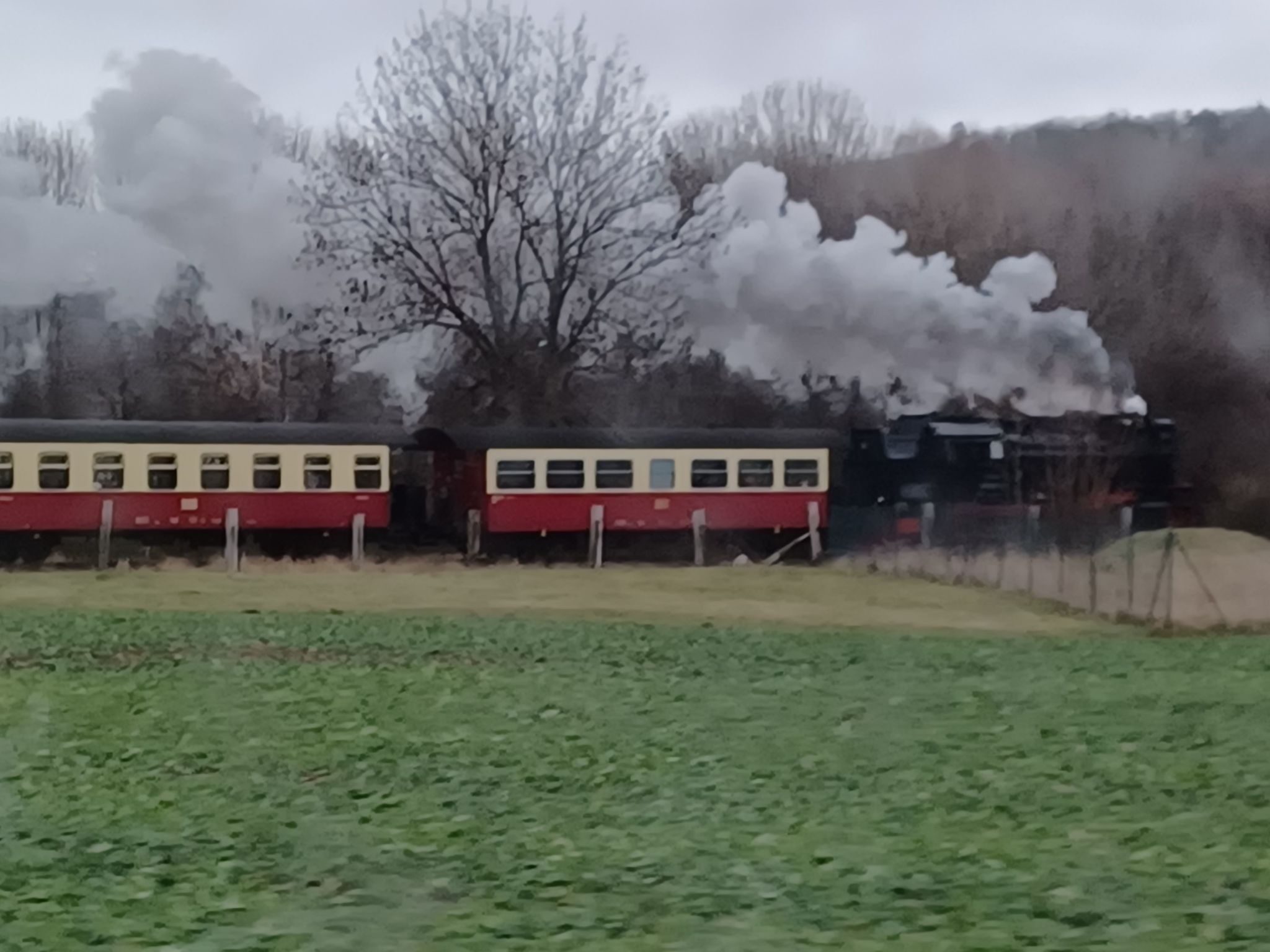 Walli OG Hahnenklee-Drinnen