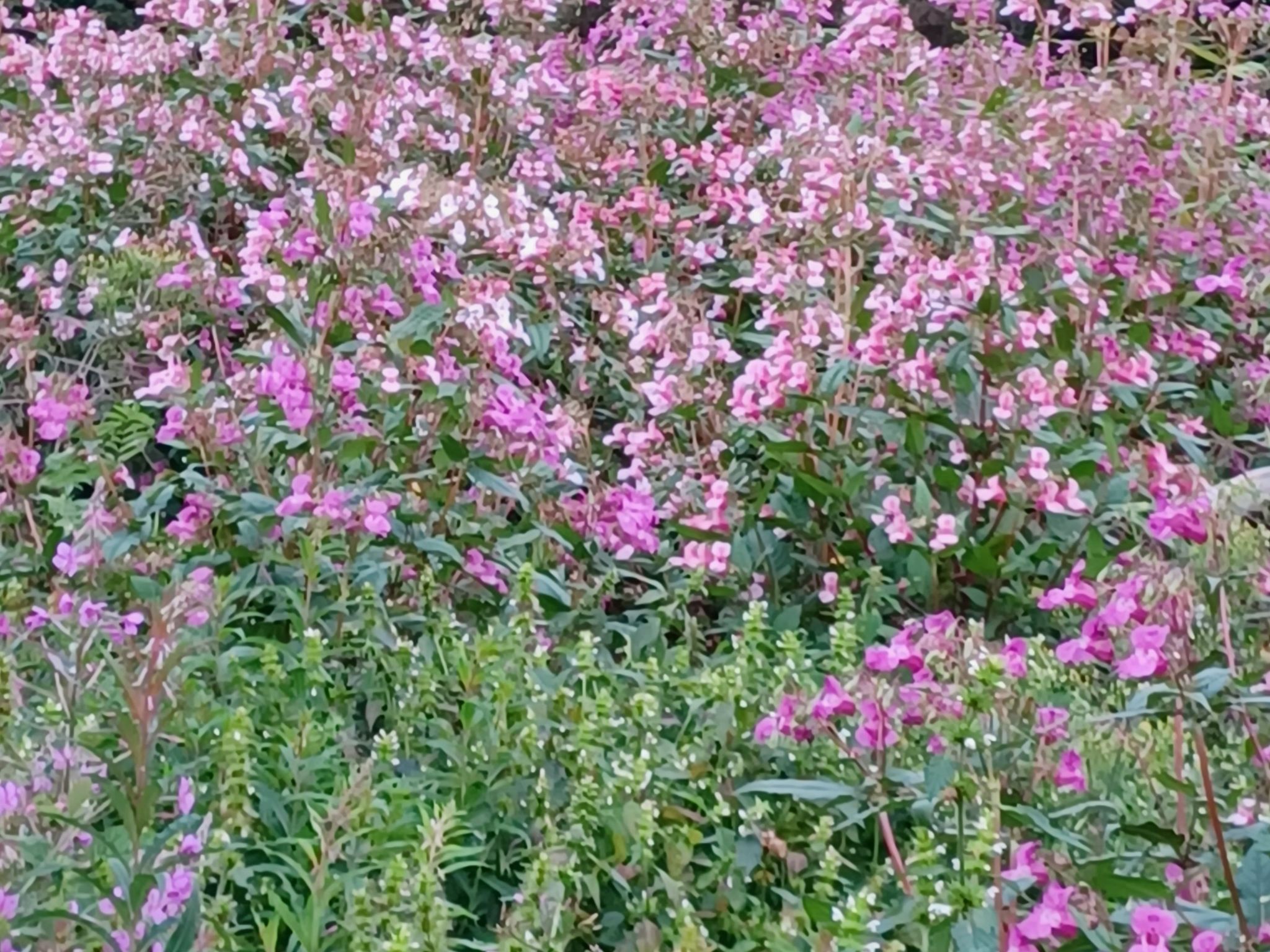 Walli OG Hahnenklee-Drinnen
