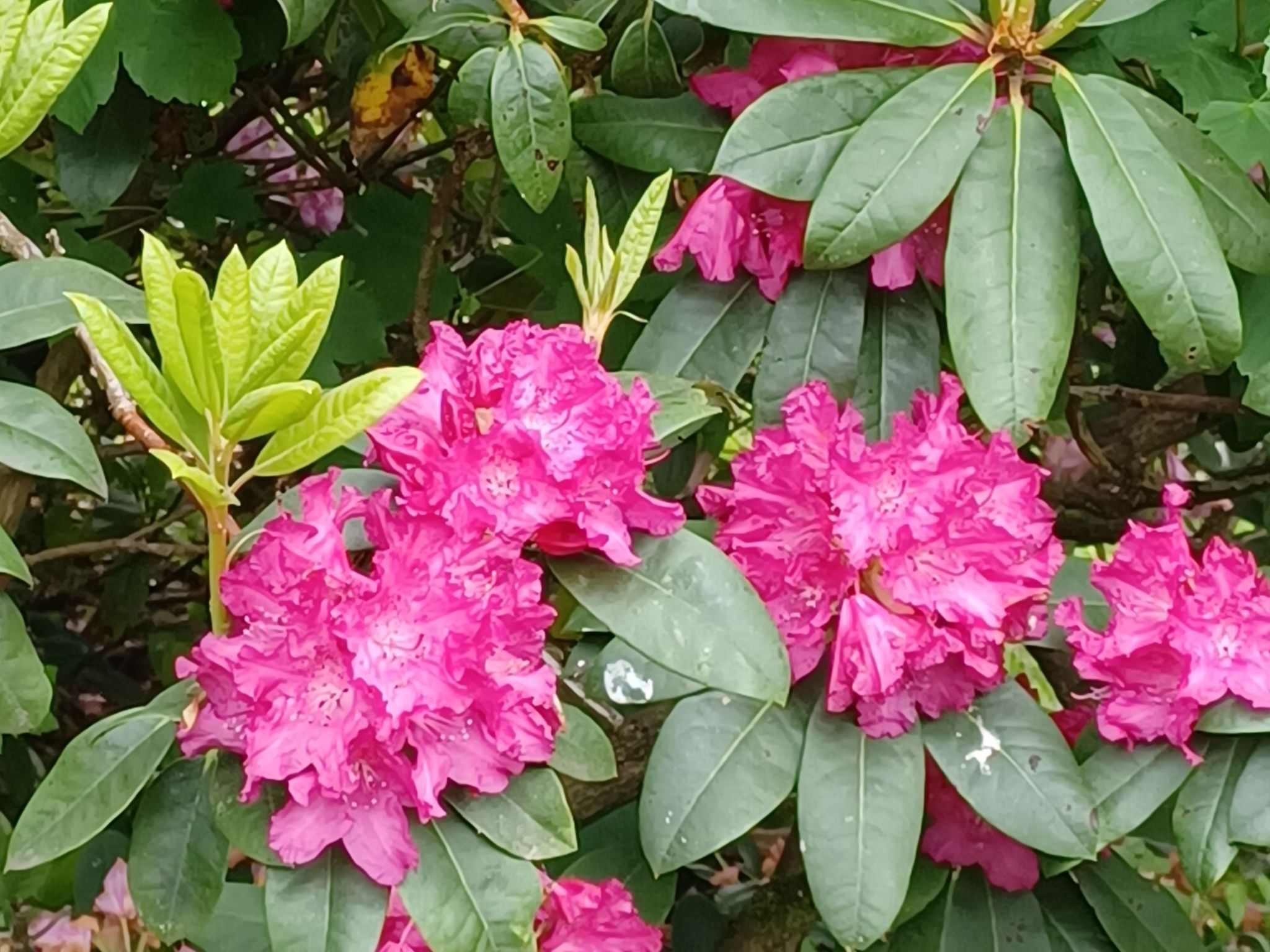 Burgi EG Hahnenklee-Drinnen