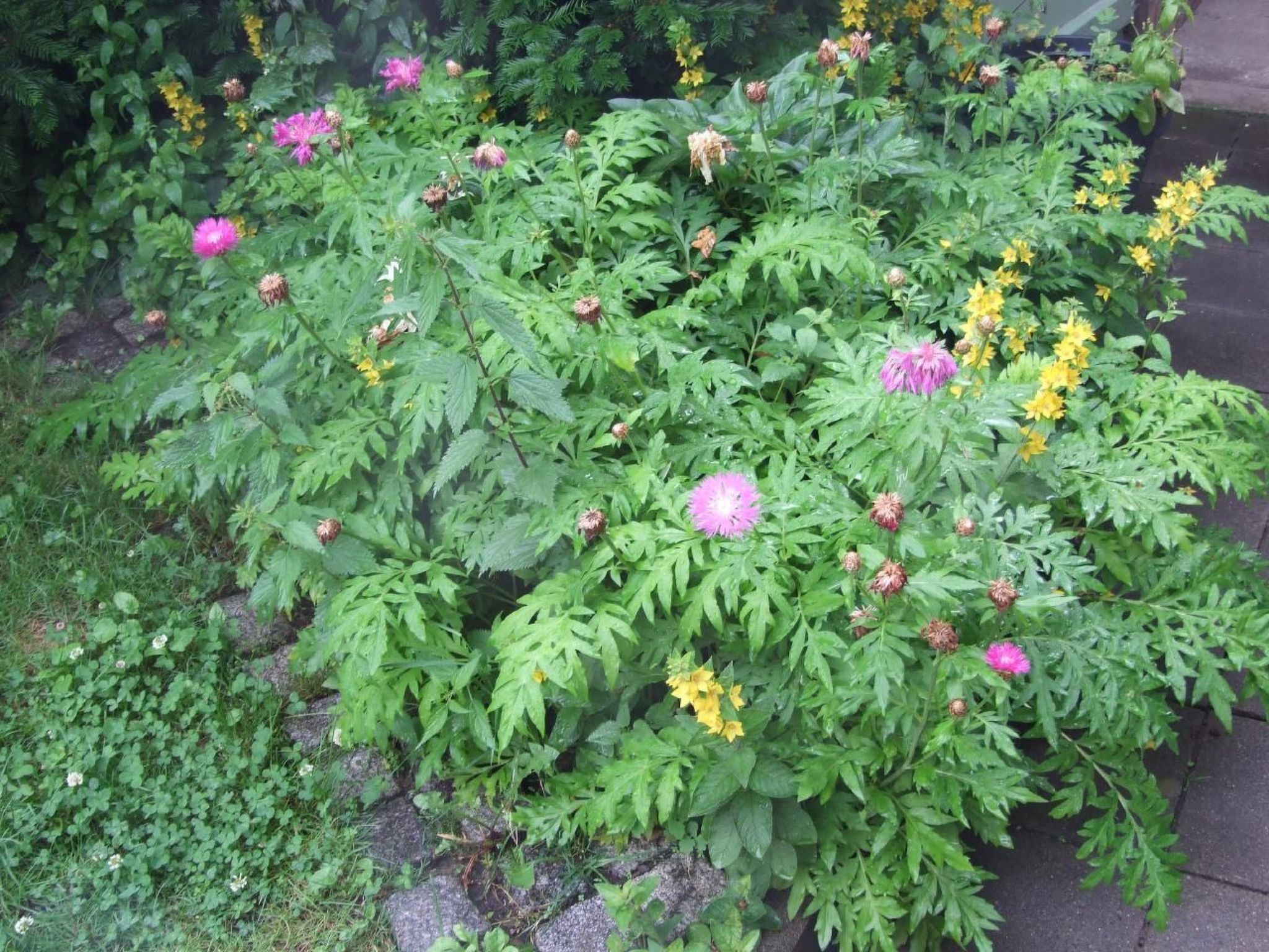 In Wernigerode mit Garten-Image-tags.info