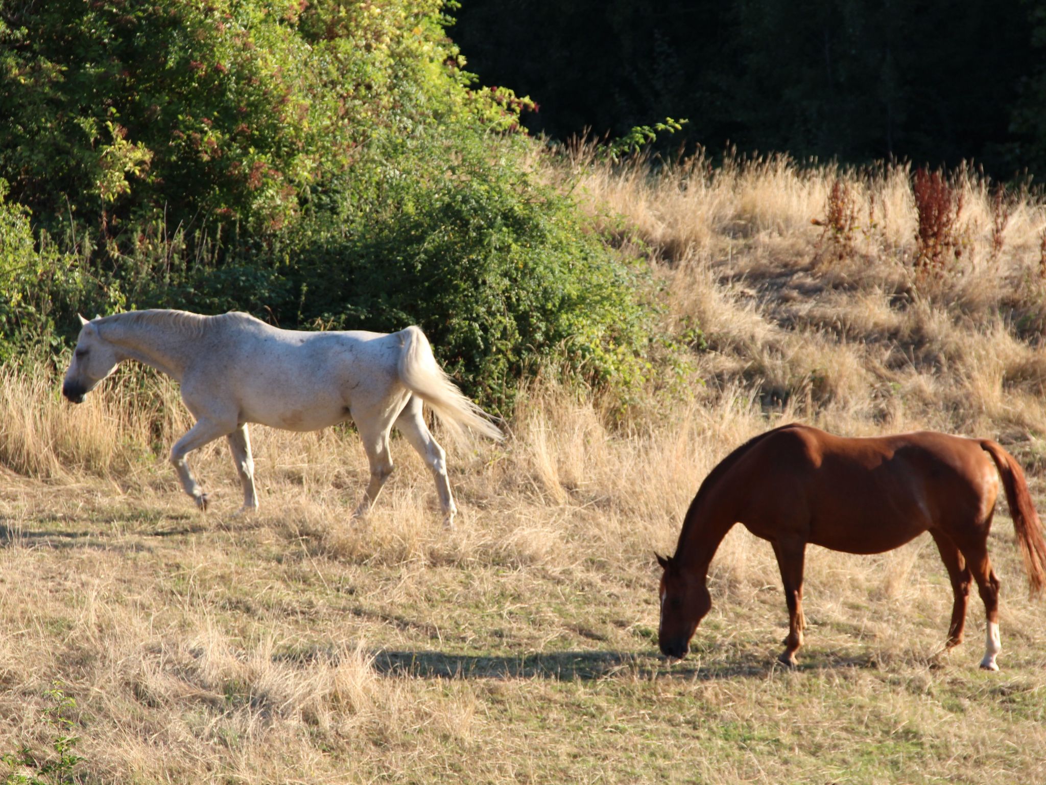 Villa Silberborn A10-Dedans