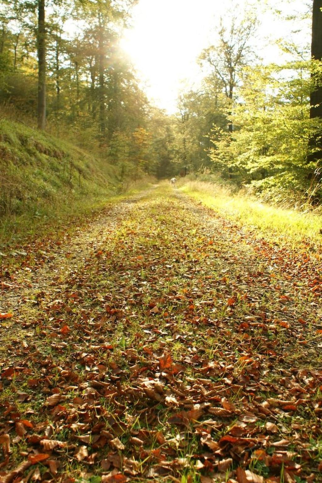 Villa Silberborn A10-Dedans