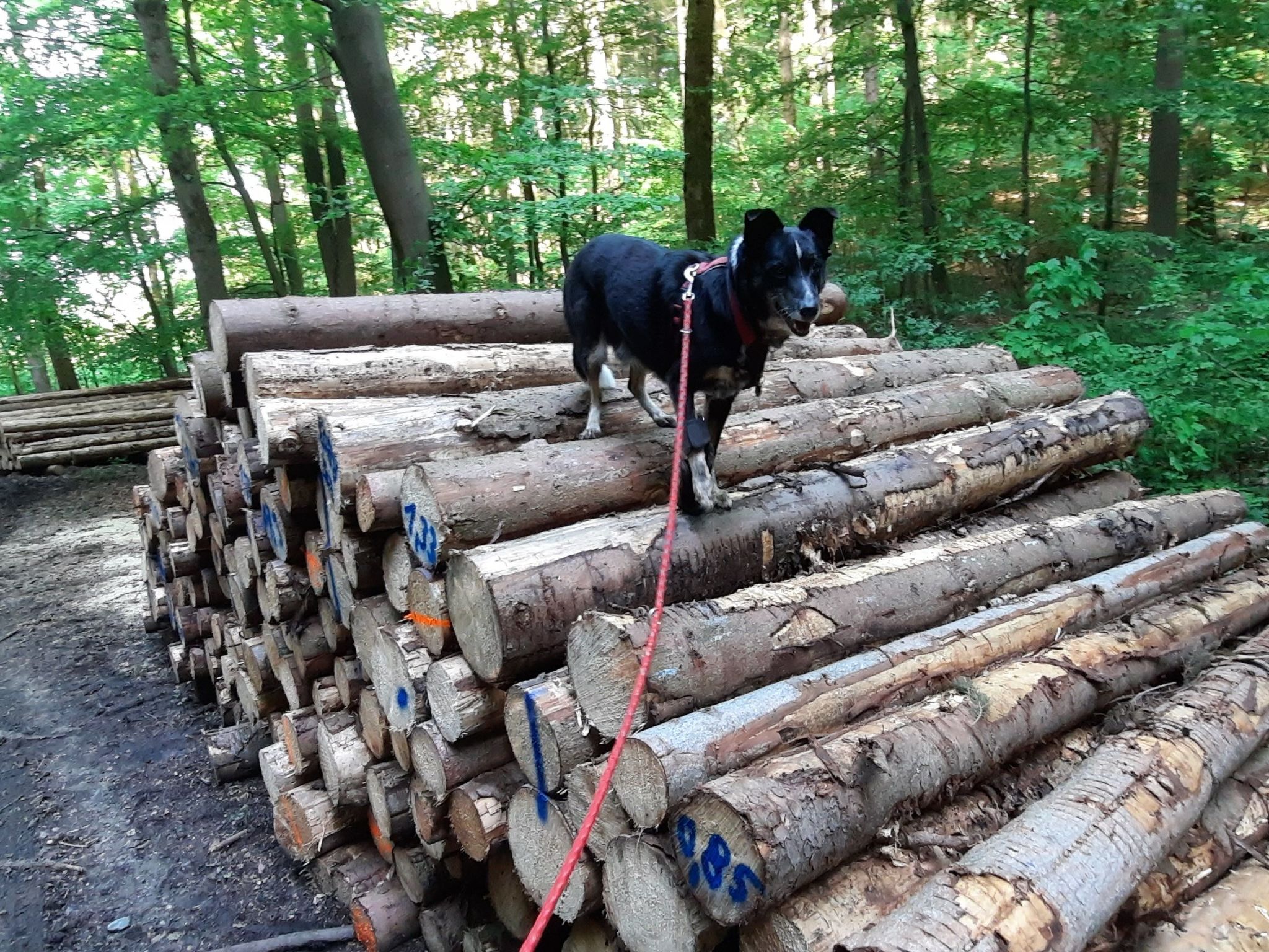 Villa Silberborn A10-Dedans