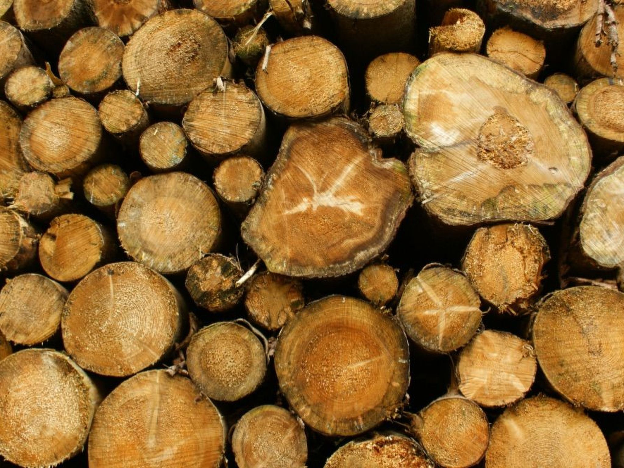 Villa Silberborn A.9-Drinnen