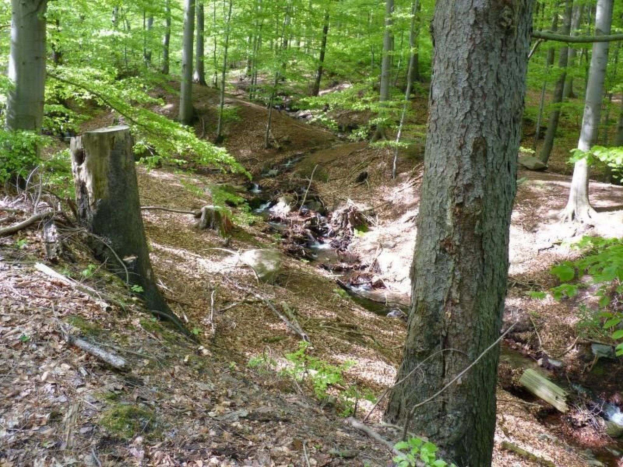 Gemütliches Appartement in Ottenhai mit Grill-Drinnen