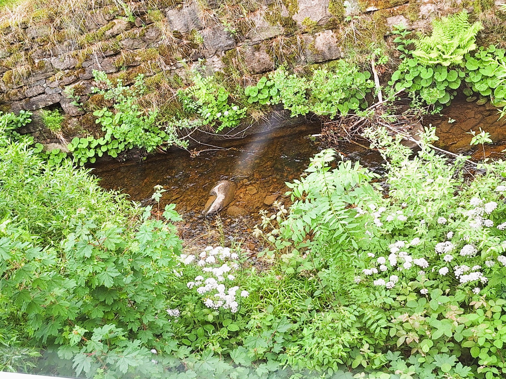Chalet an der Bode-Drinnen