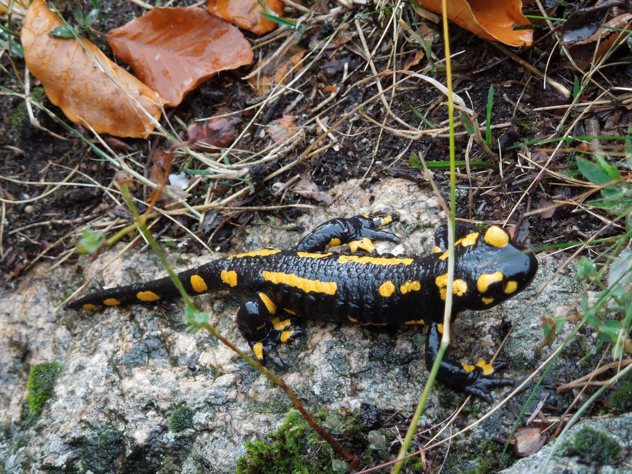 Blockhaus Bodefall-Drinnen