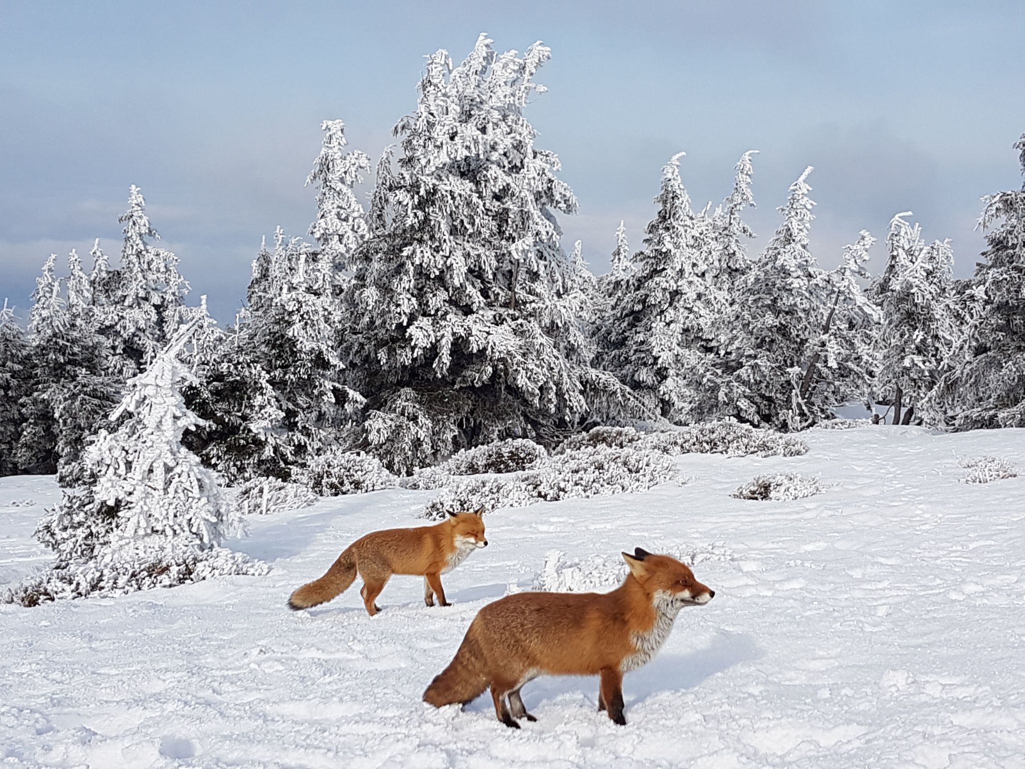 WALDLIEBE ♡-Drinnen