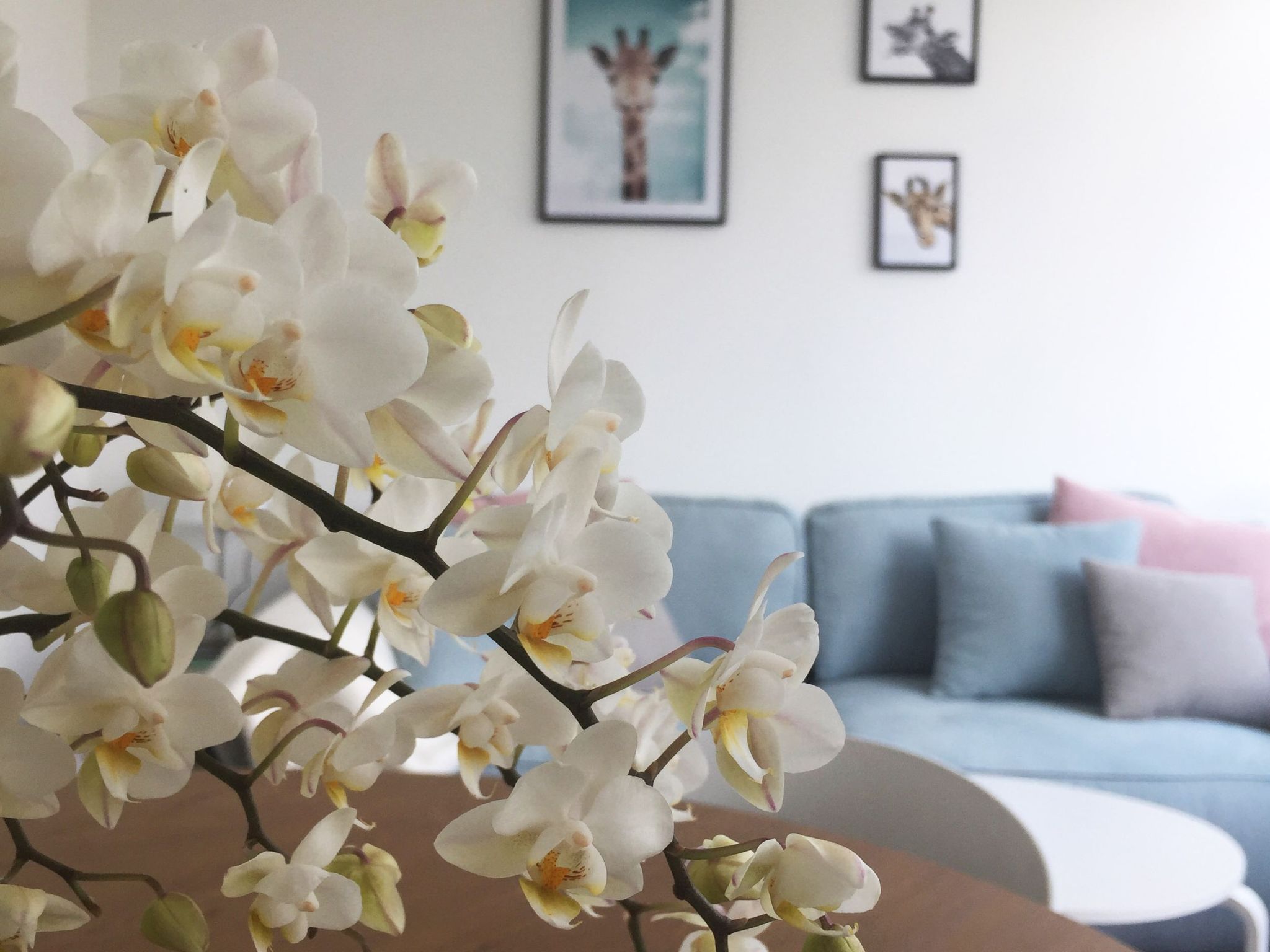 Schöne Moderne Ferienwohnung für 2-4 Personen + Hund in Sankt Andreasberg im Ob