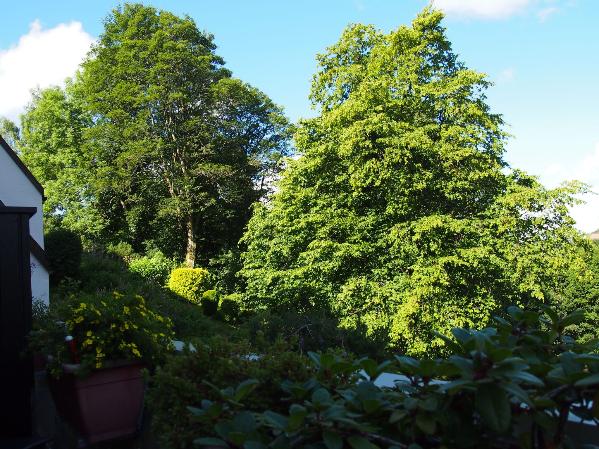 Harzgrün-Image-tags.info