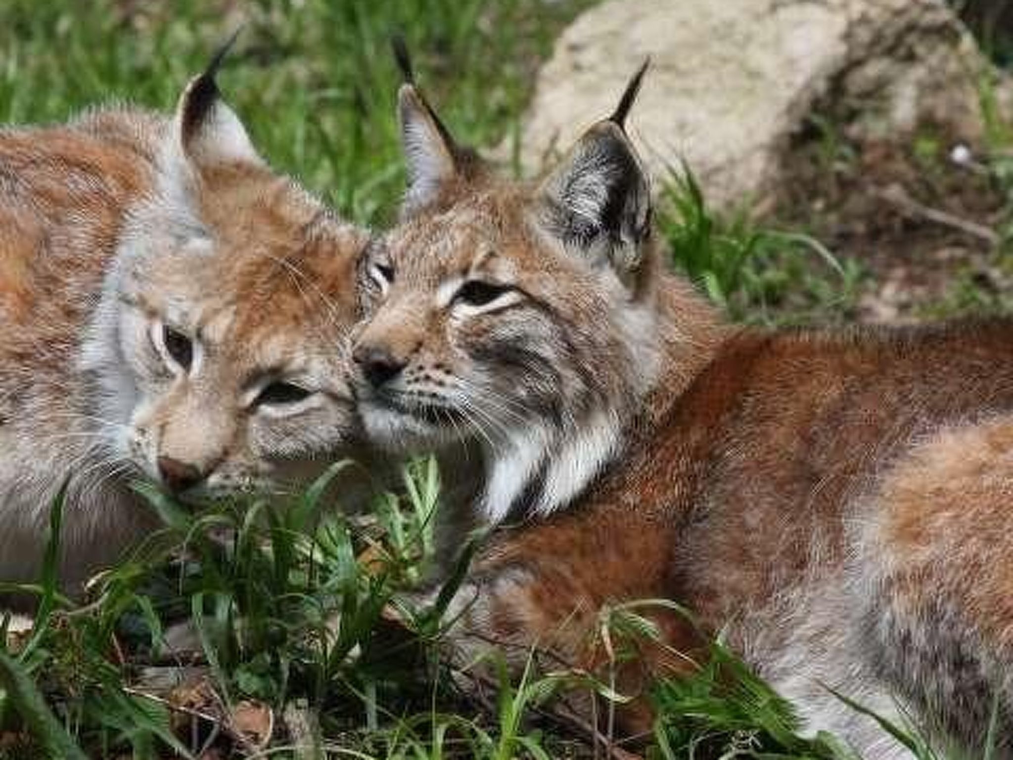 Fewo Stricker 13-Drinnen