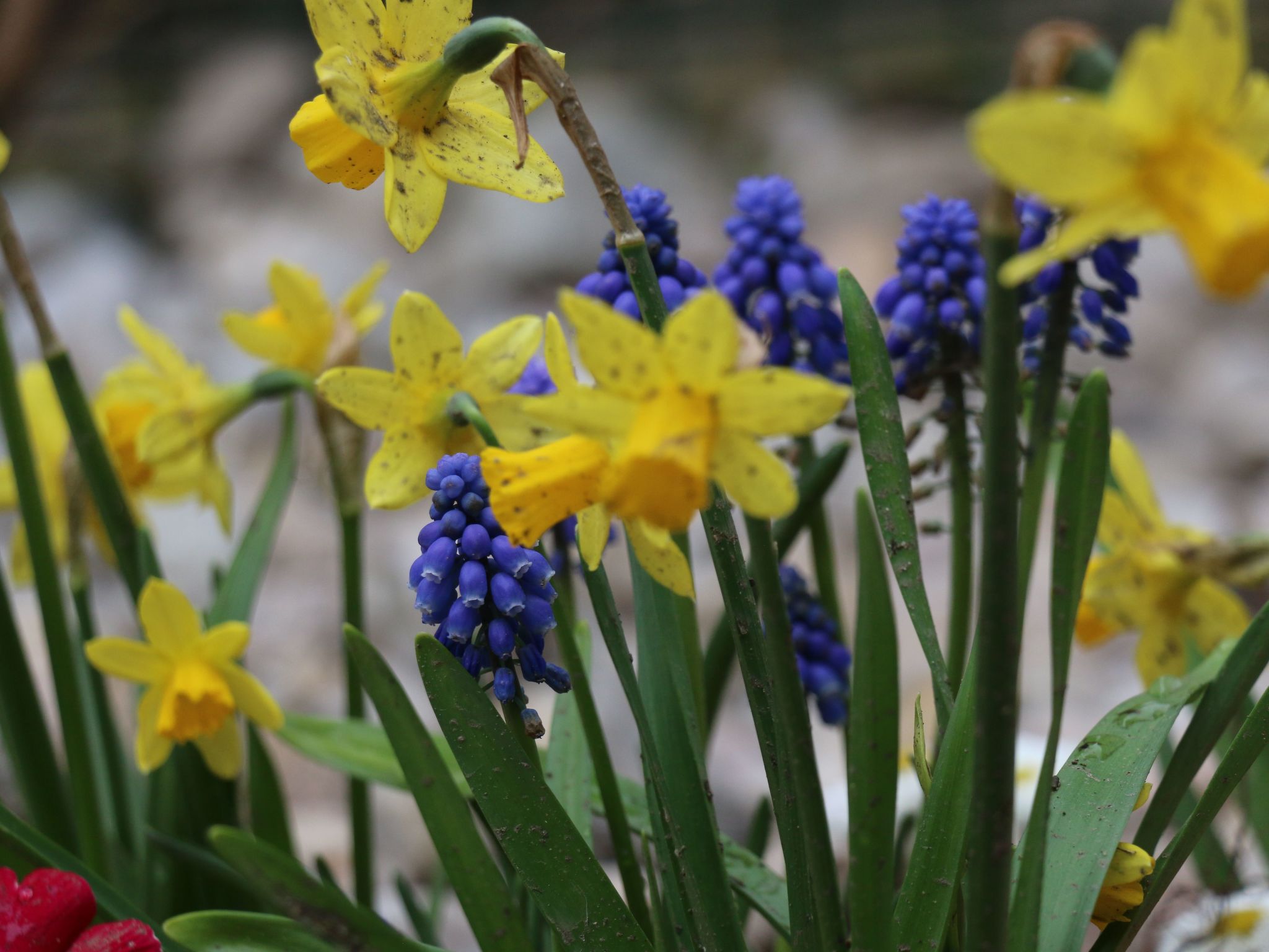 Modernes Ferienhaus mit Terrasse und Garten-Binnen