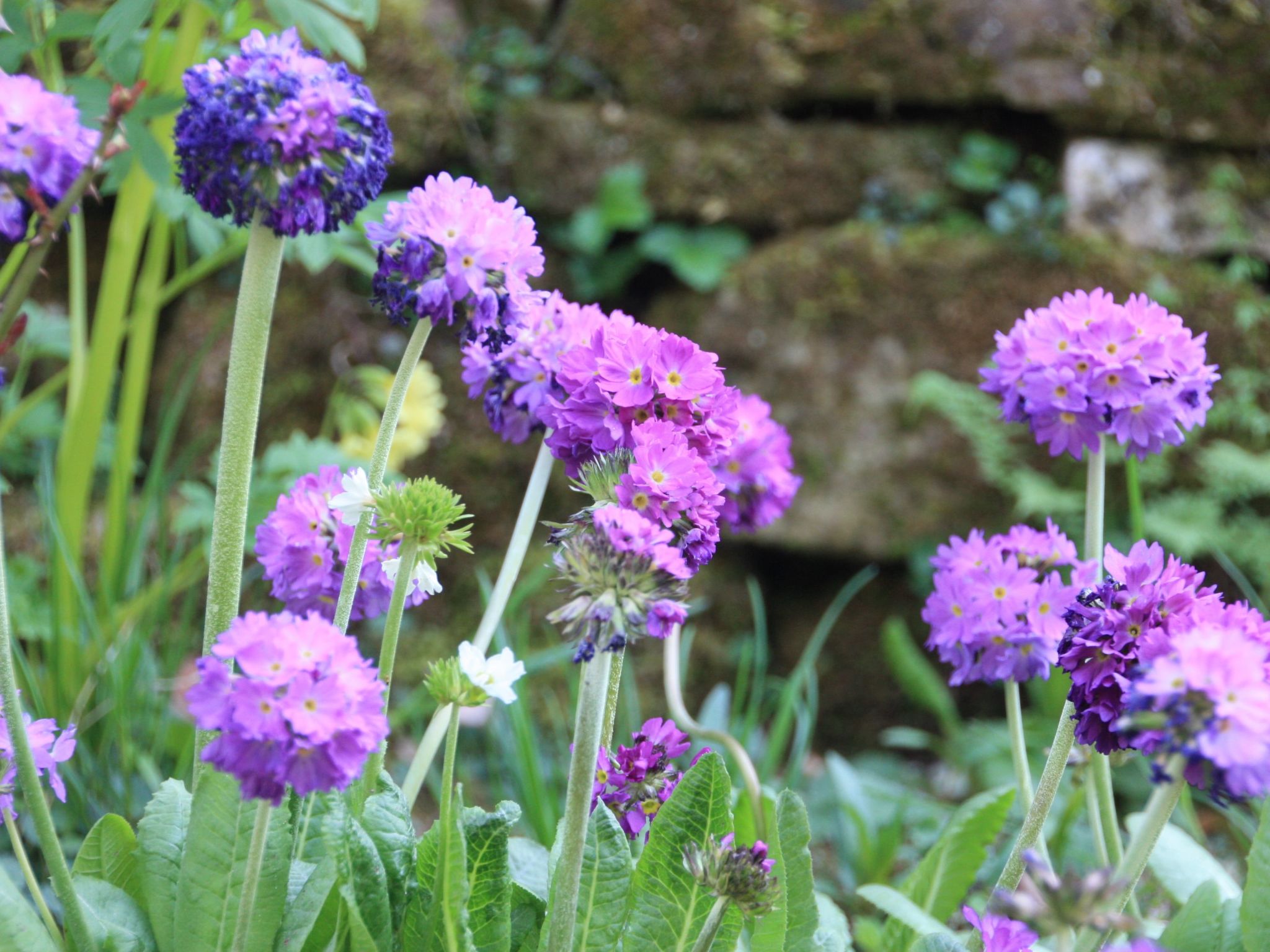 Wohlfühloase für Natur- und Gartenliebhaber-Drinnen