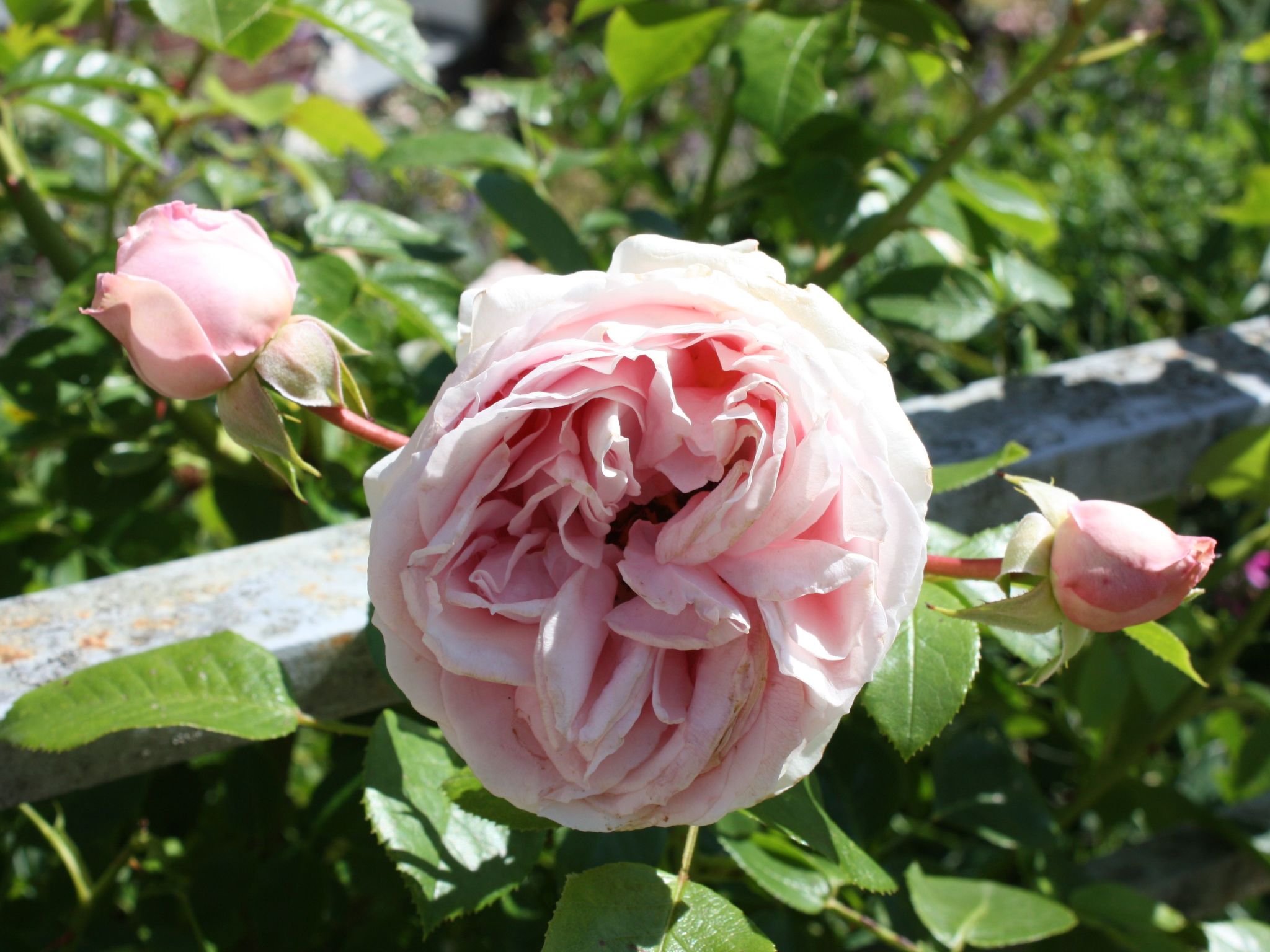 Wohlfühloase für Natur- und Gartenliebhaber-Drinnen