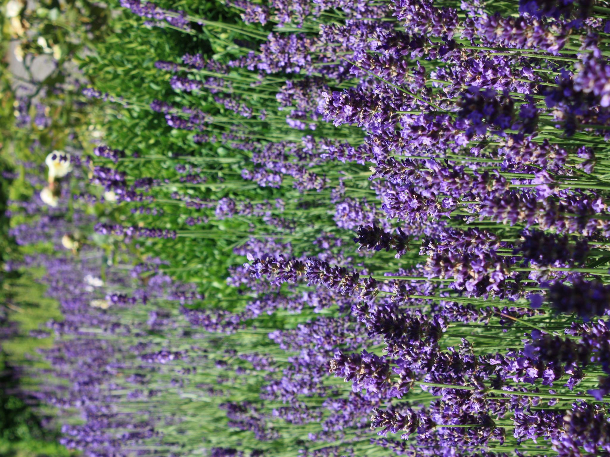 Wohlfühloase für Natur- und Gartenliebhaber-Drinnen