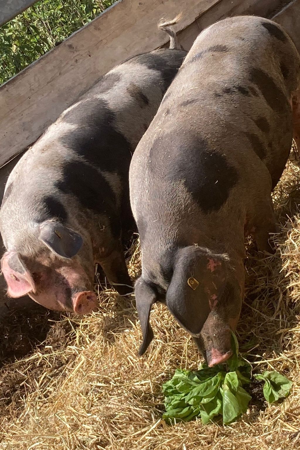 Der Bauerngarten-Image-tags.info