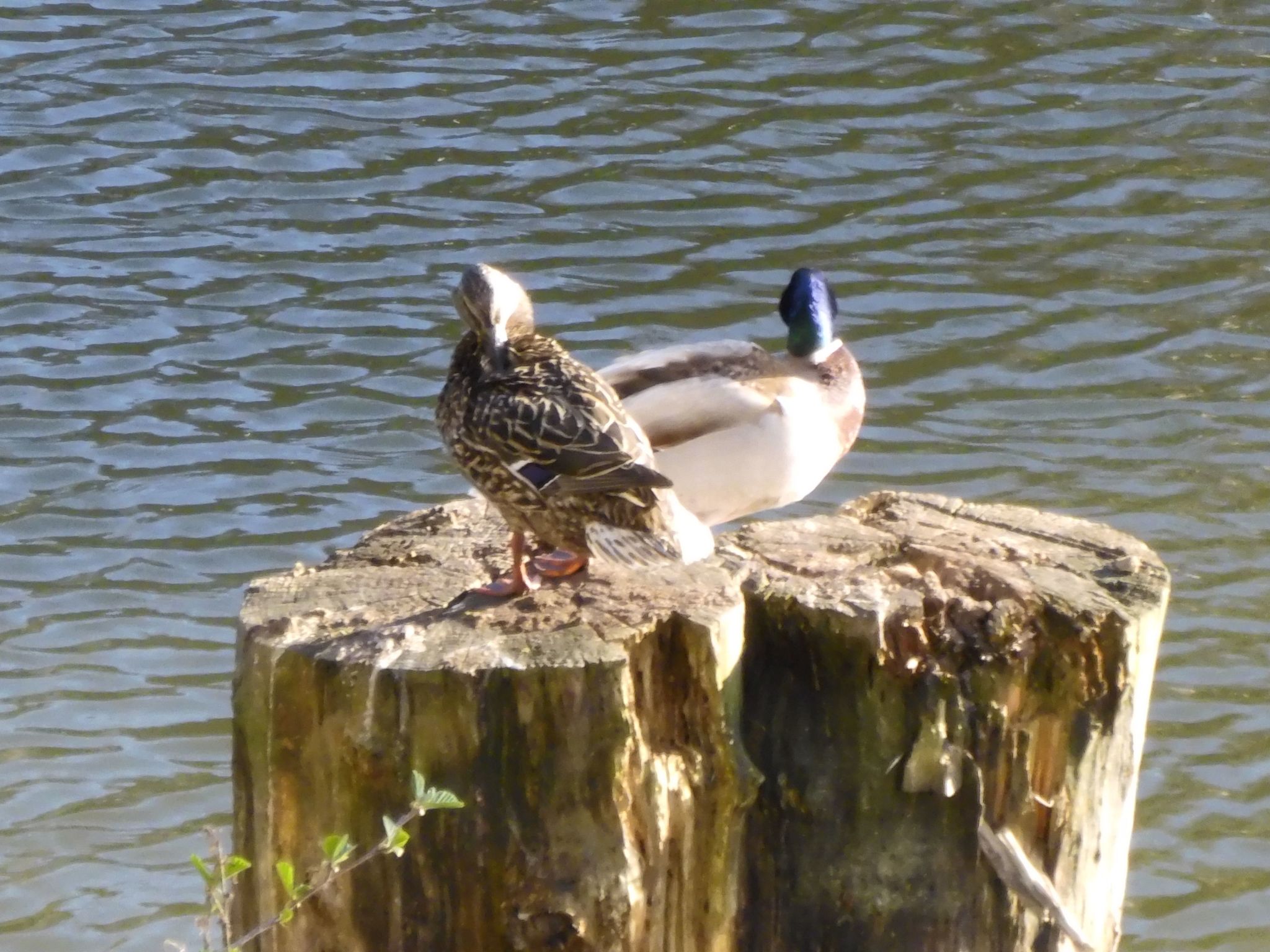 Wohnung in Heringhausen mit Grill-Drinnen