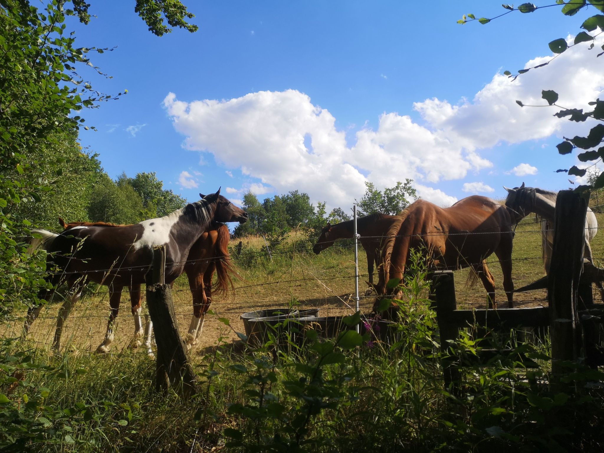 Diemelseeholiday Ferienwohnung im Sauerland-Image-tags.info