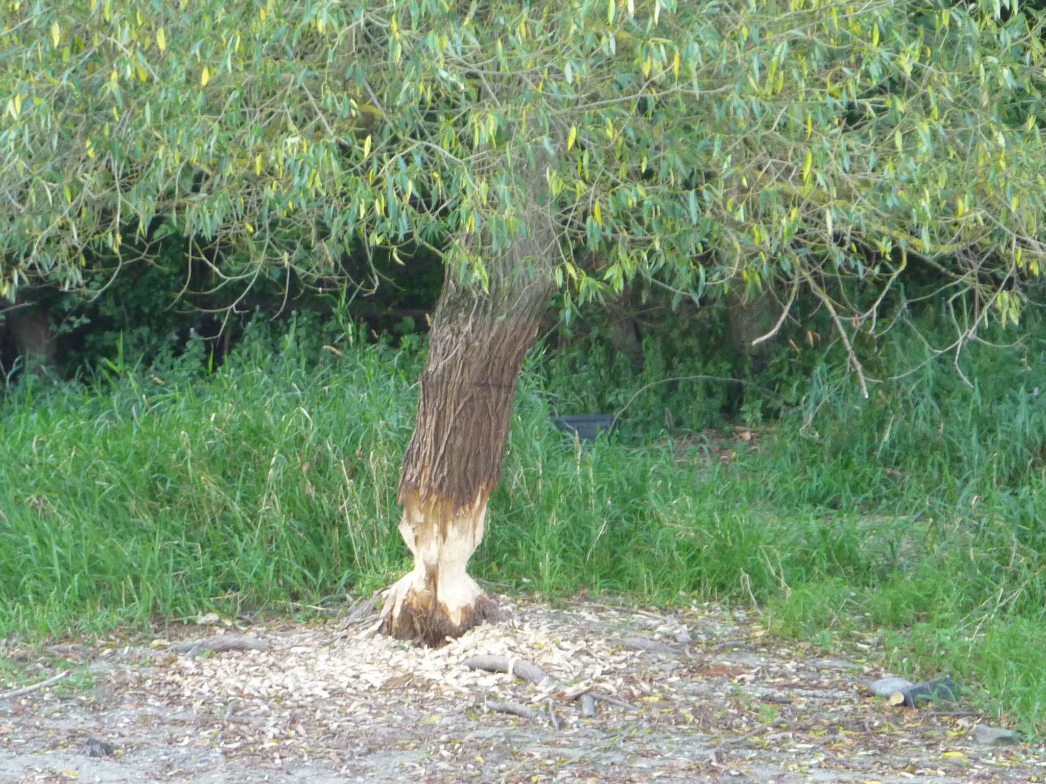 Ferienhas Diemelsee-Binnen