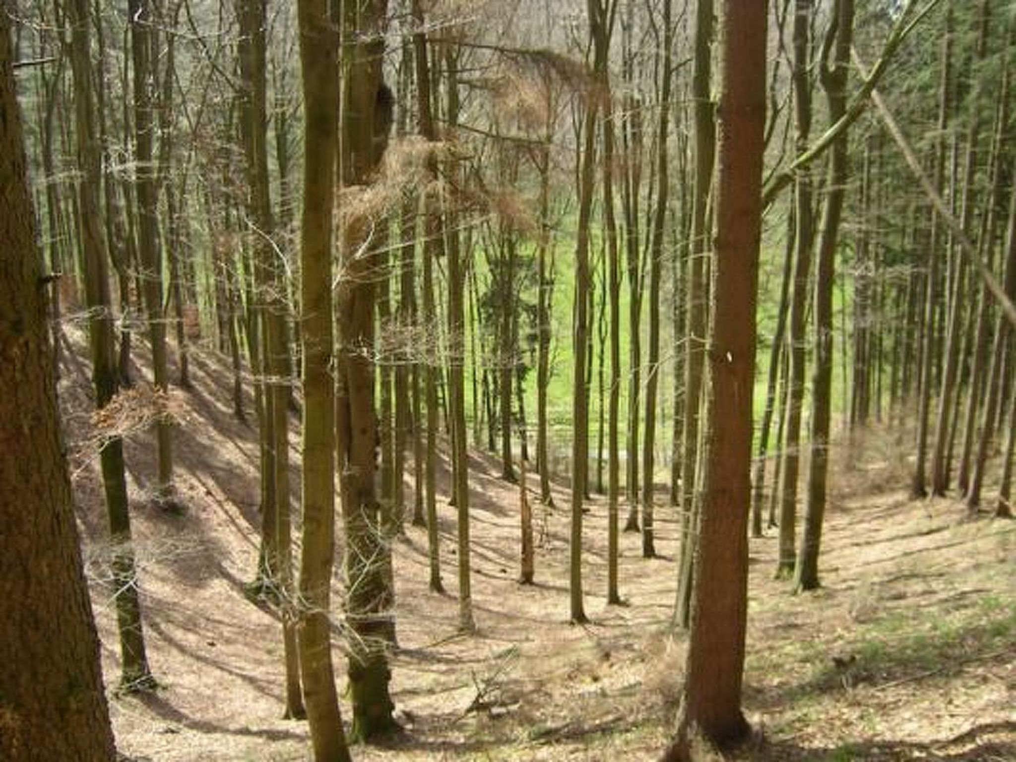 Wunderschönes Ferienhaus am Waldrand-Binnen