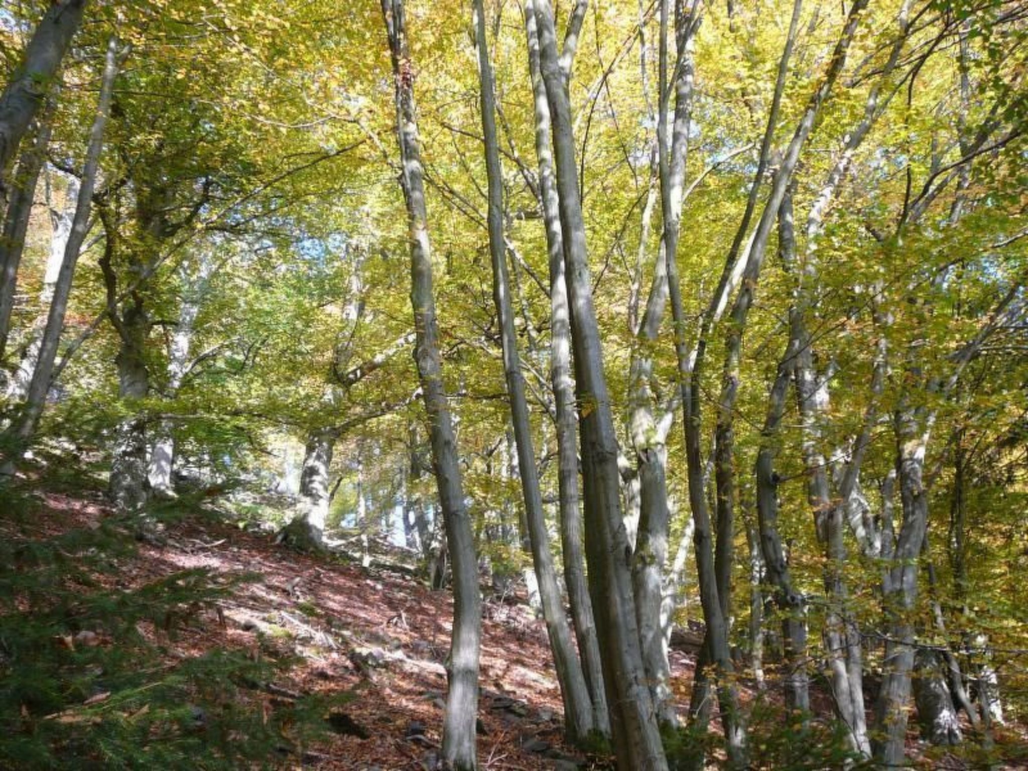 Großzügige Fewo im Künstlerhaus-Image-tags.info