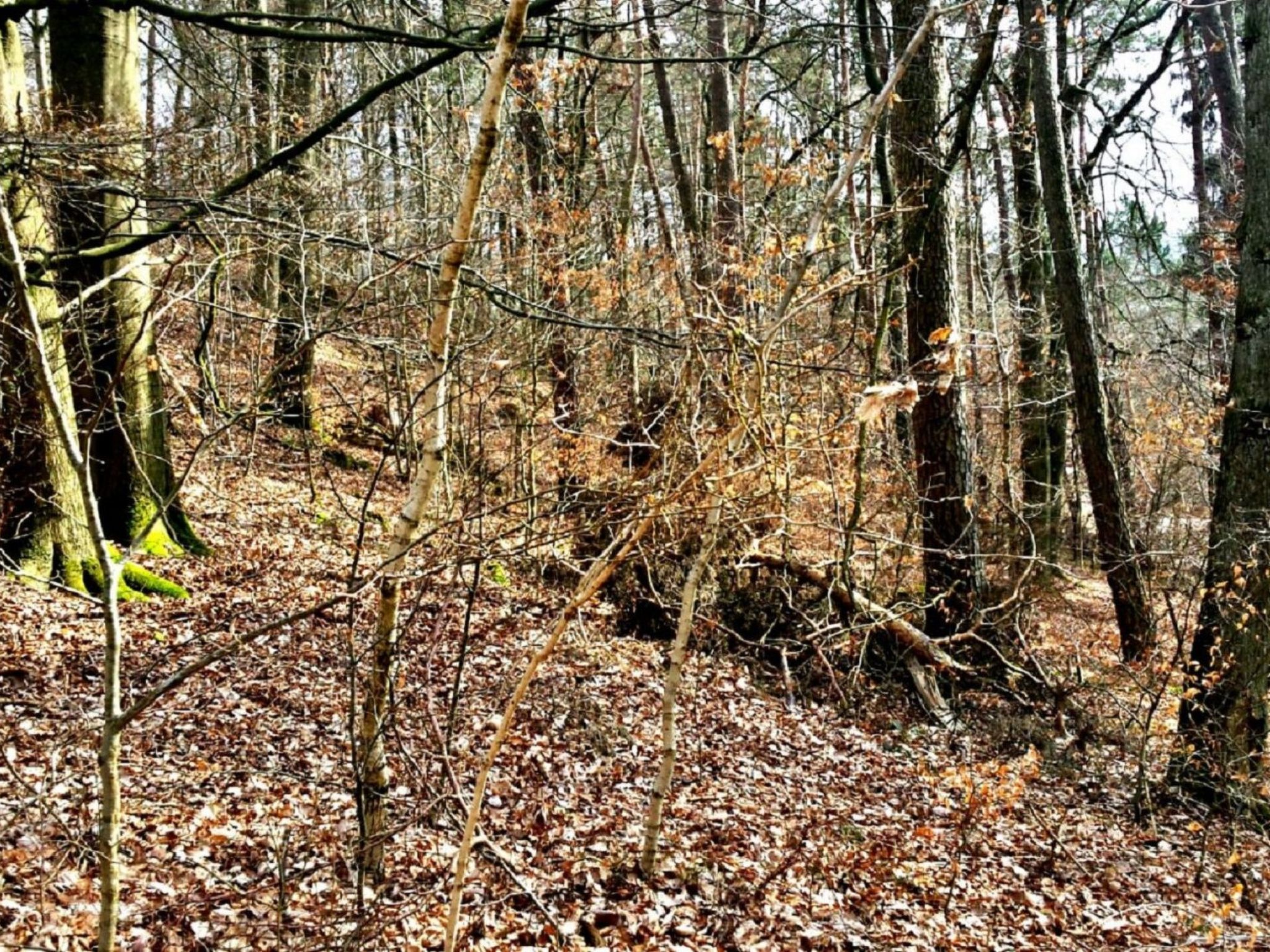 Haus Kellerwald-Image-tags.info