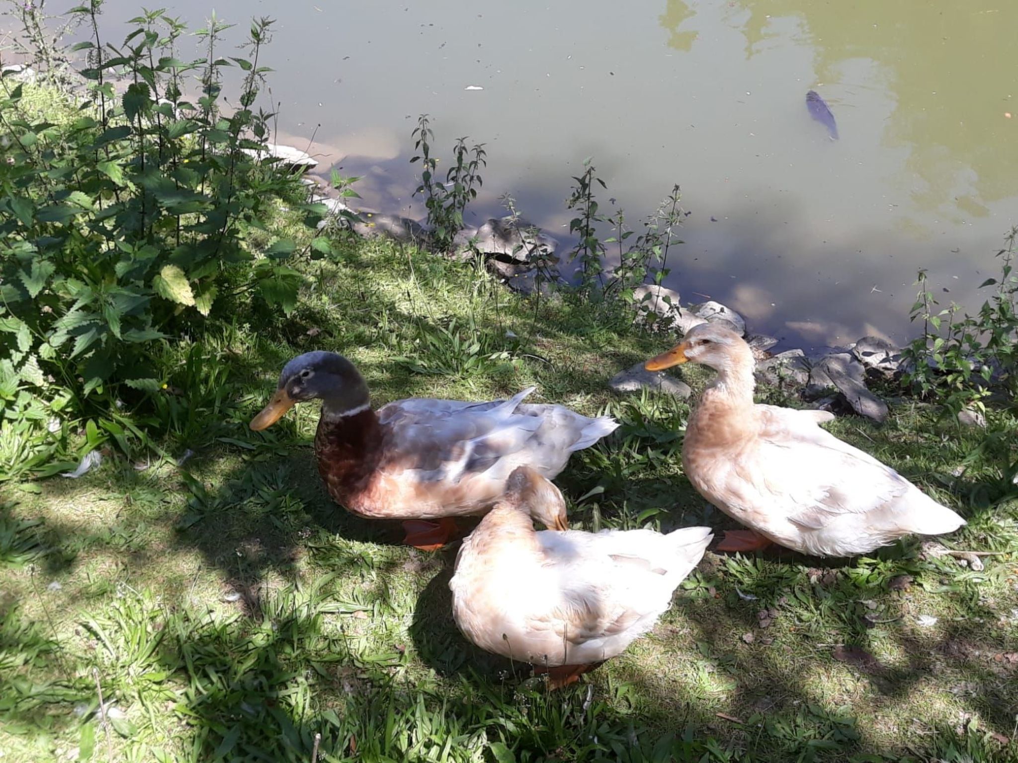 Mit Terrasse und Grill-Image-tags.info