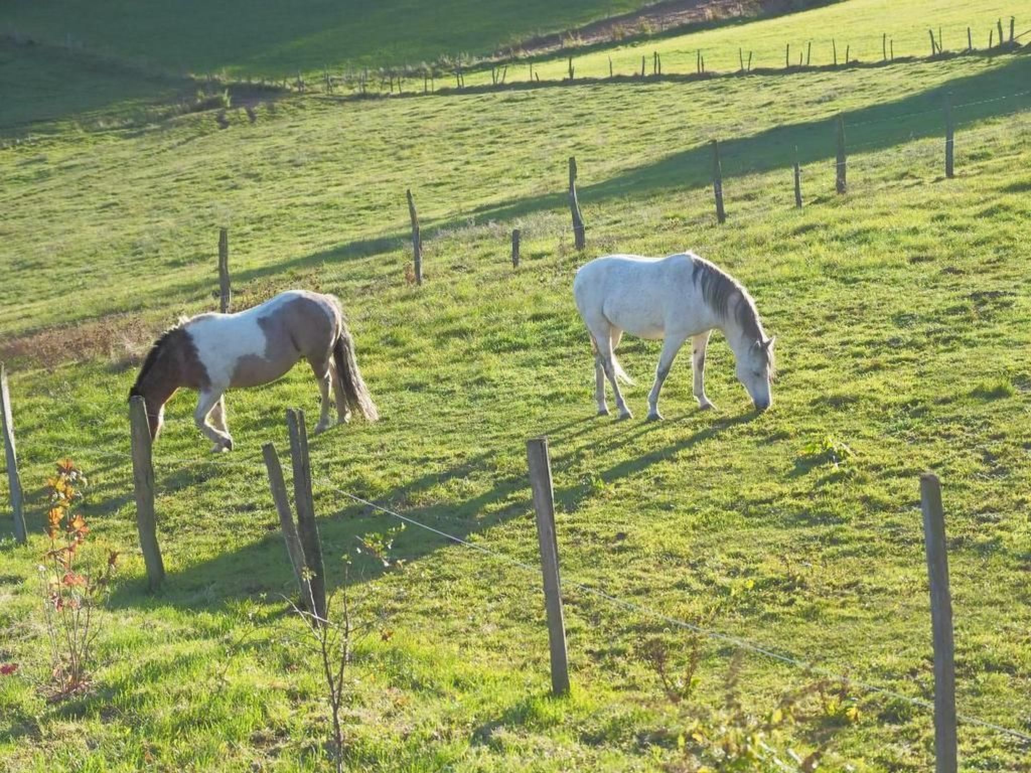 Exklusives Ferienhaus mit Terrasse und Garten-Image-tags.info