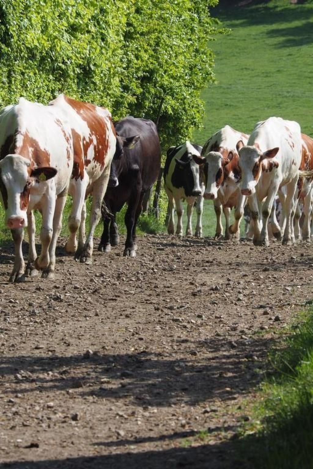 Exklusives Ferienhaus mit Terrasse und Garten-Image-tags.info