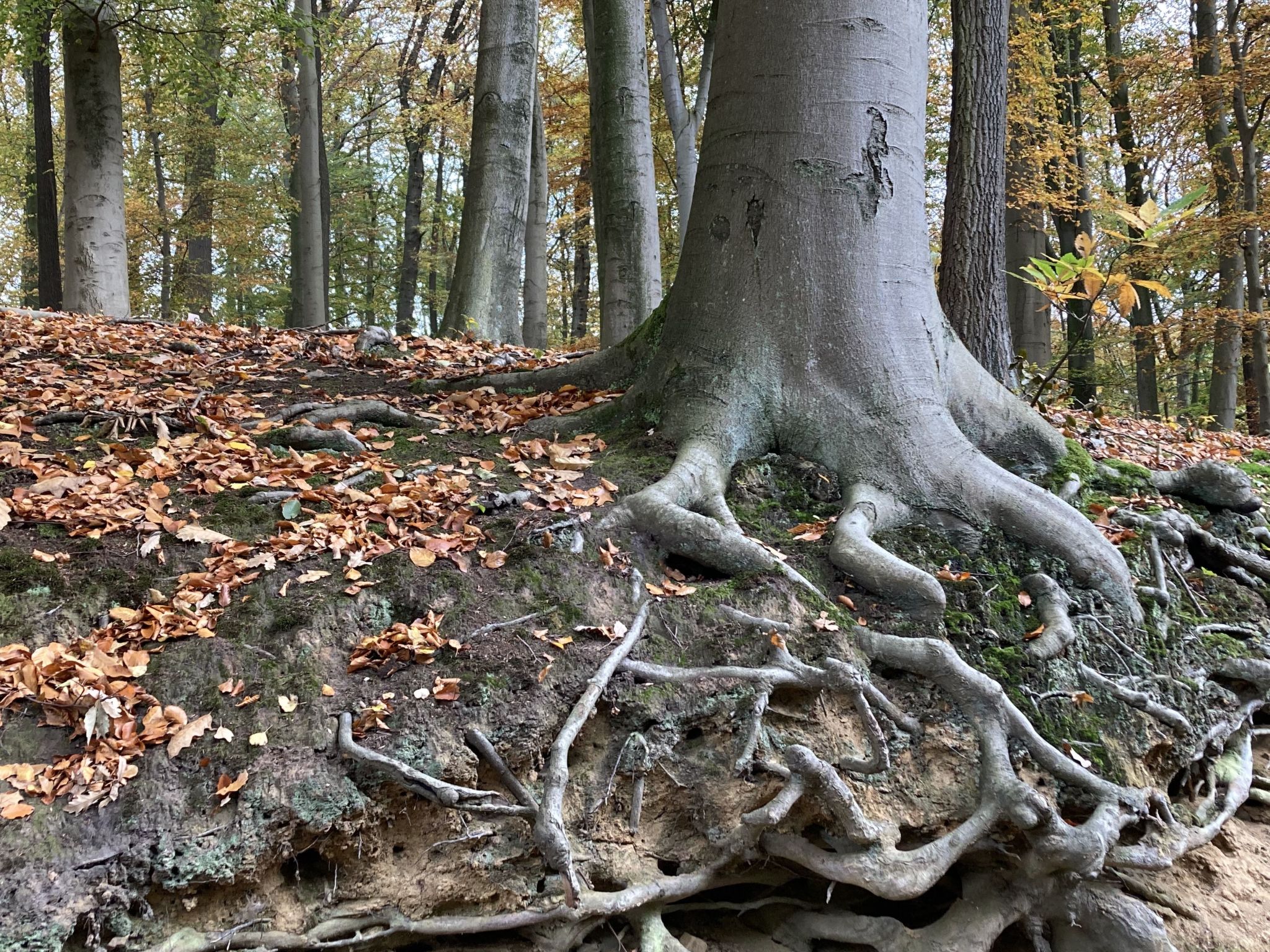 Exklusives Ferienhaus mit Terrasse und Garten-Image-tags.info