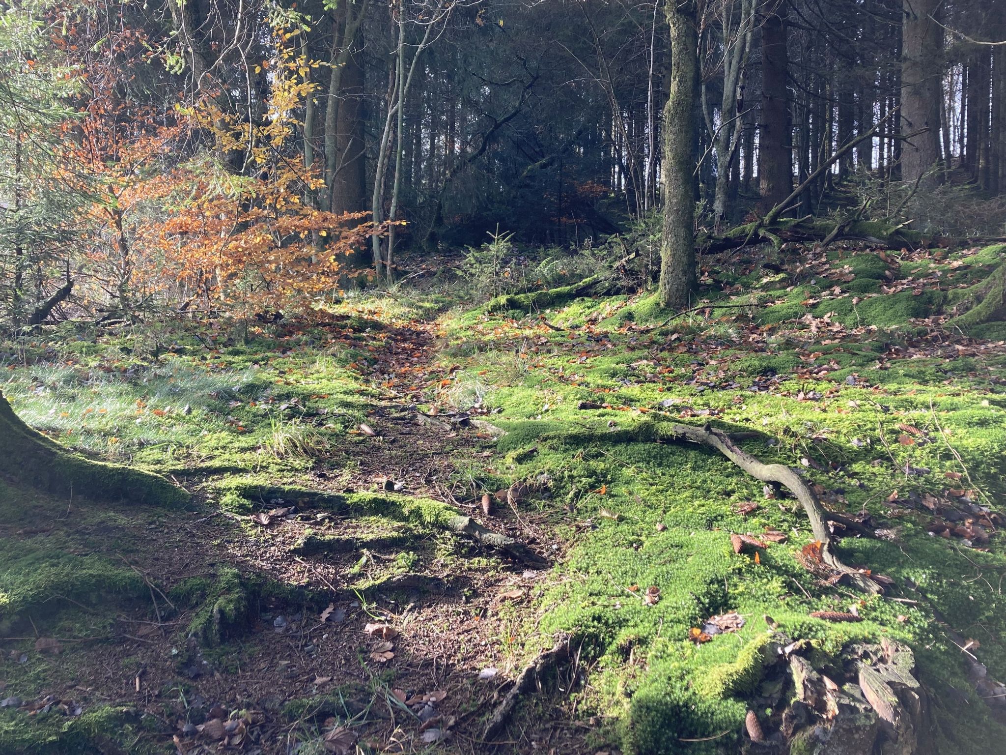 Exklusives Ferienhaus mit Terrasse und Garten-Image-tags.info