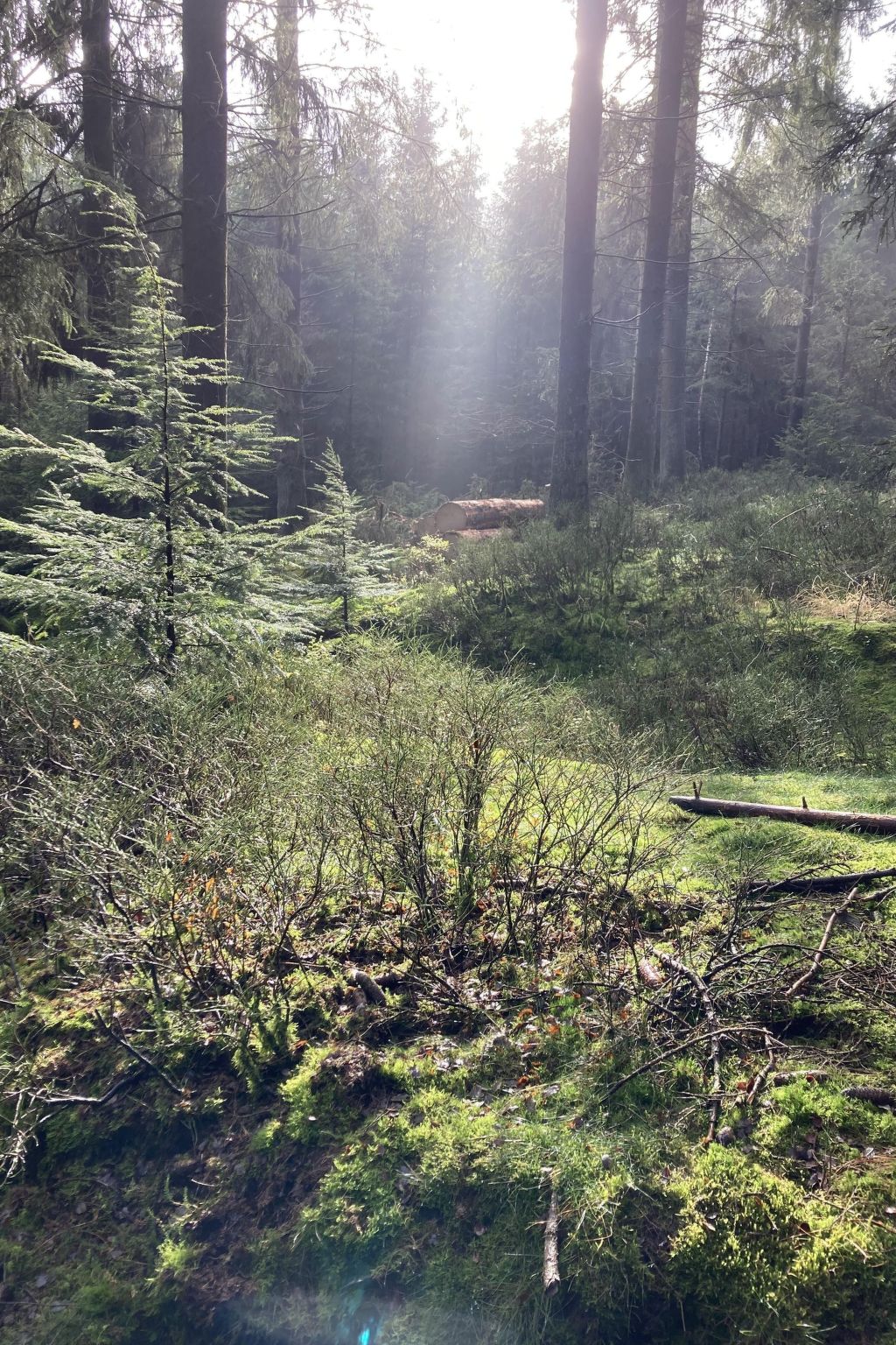 Exklusives Ferienhaus mit Terrasse und Garten-Image-tags.info