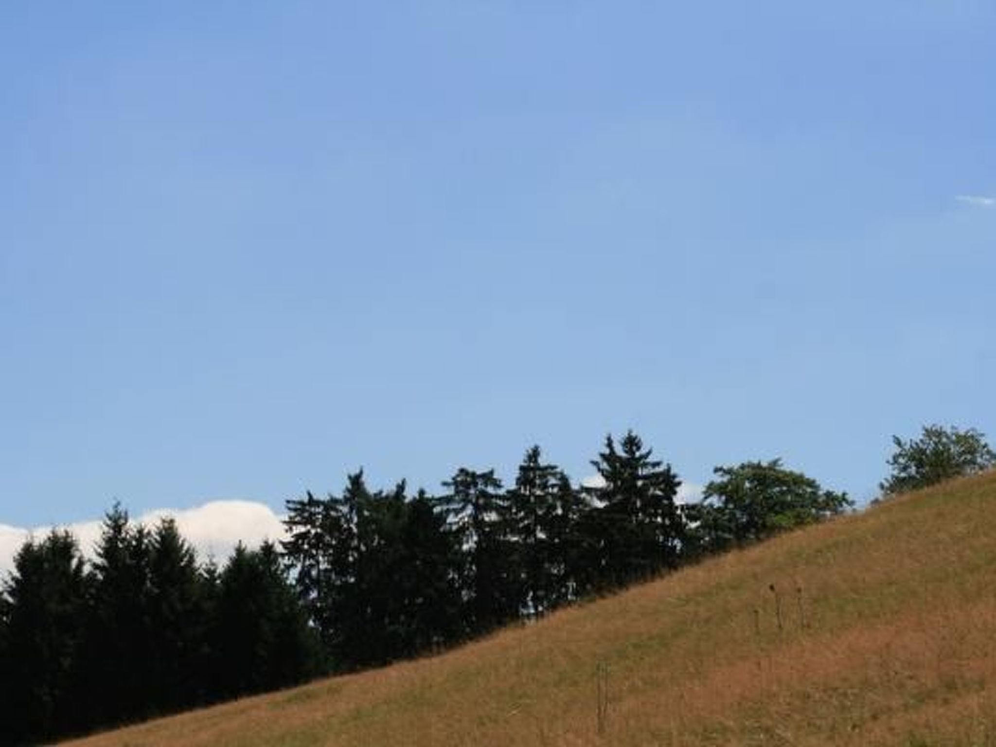 Eifelcottage Wildvogel-Binnen