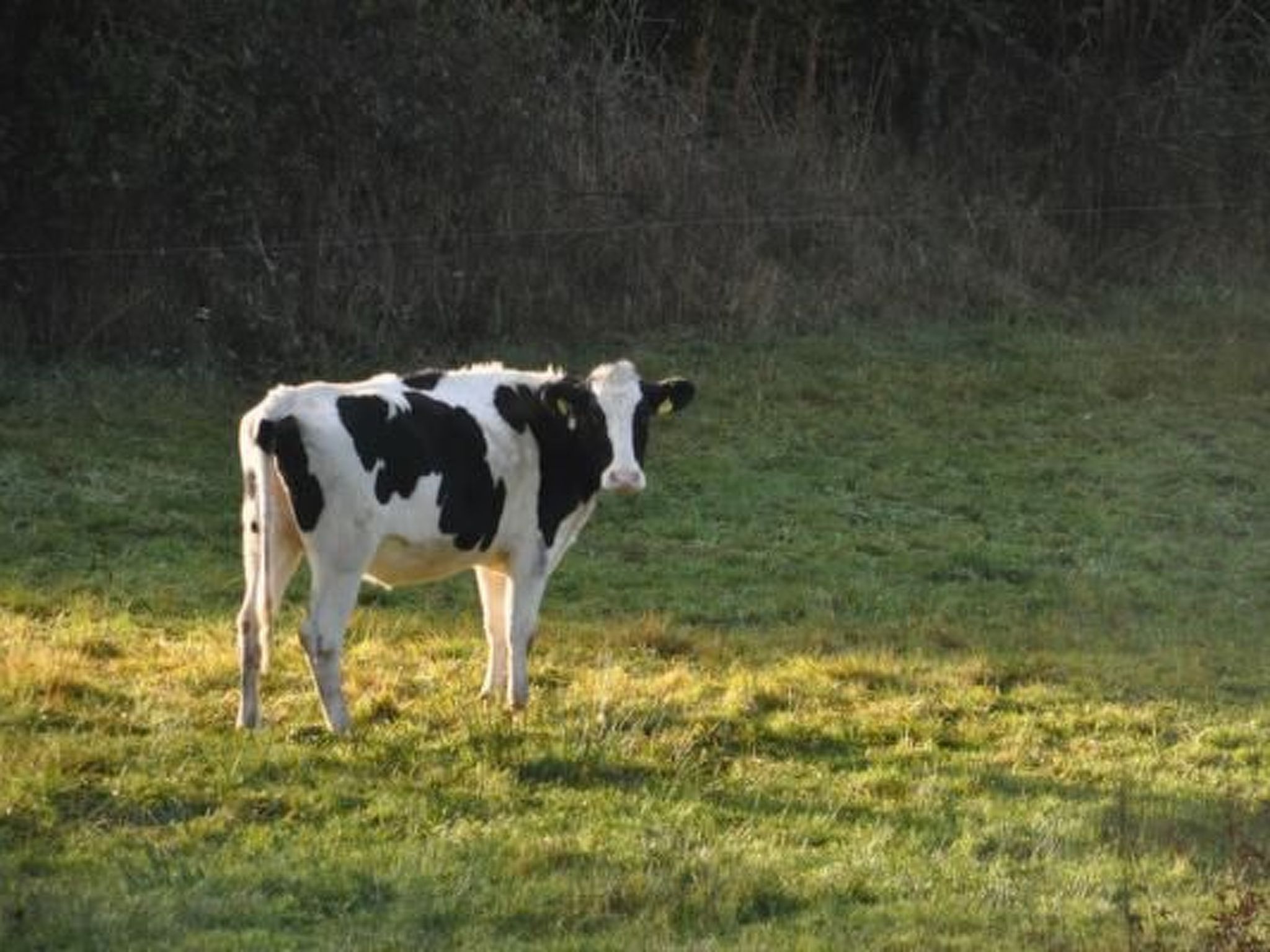 Eifelcottage Wildvogel-Binnen