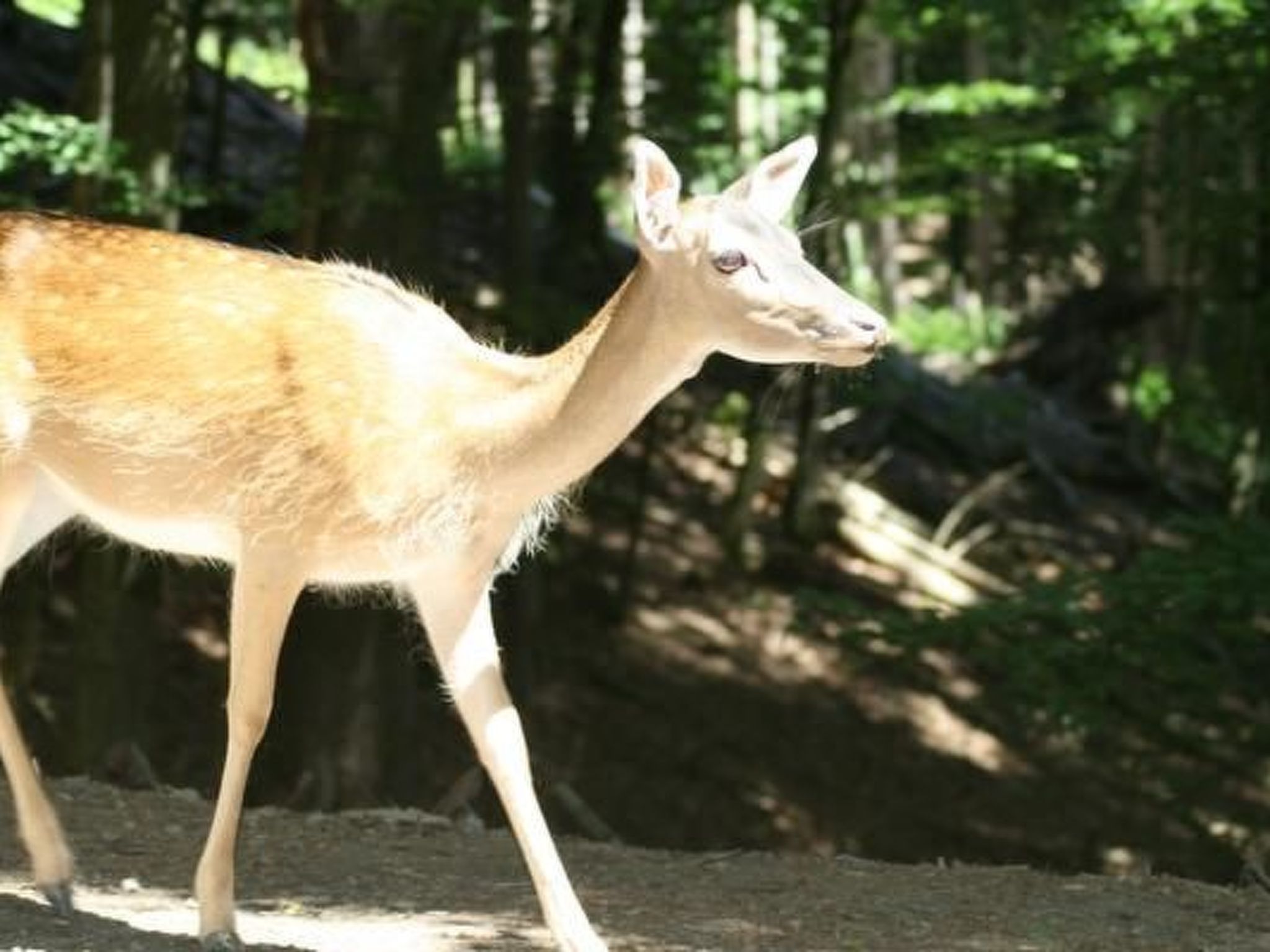 Eifelcottage Wildvogel-Binnen