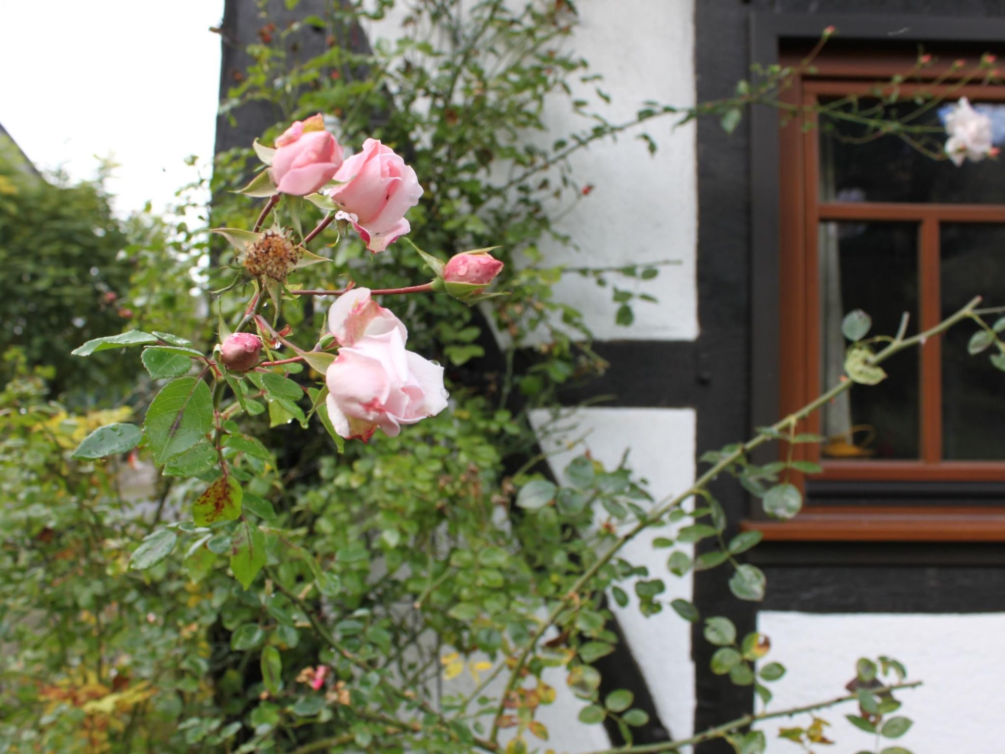 Romantisches Fachwerkhaus zwischen Rhein und Mosel-Image-tags.info