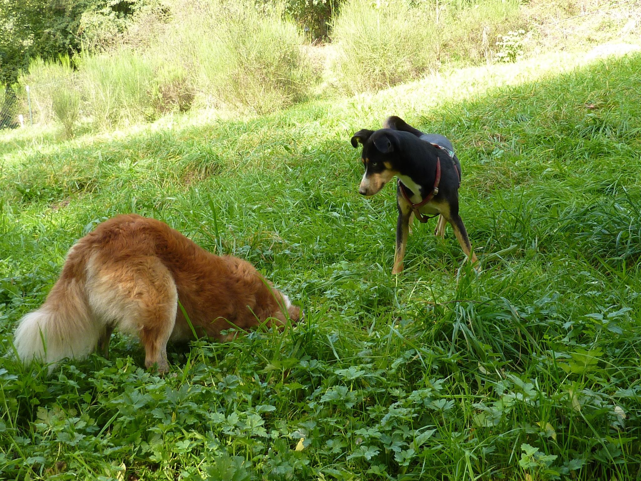 Holz-Blockhaus für vier Personen mit Terrasse-Binnen
