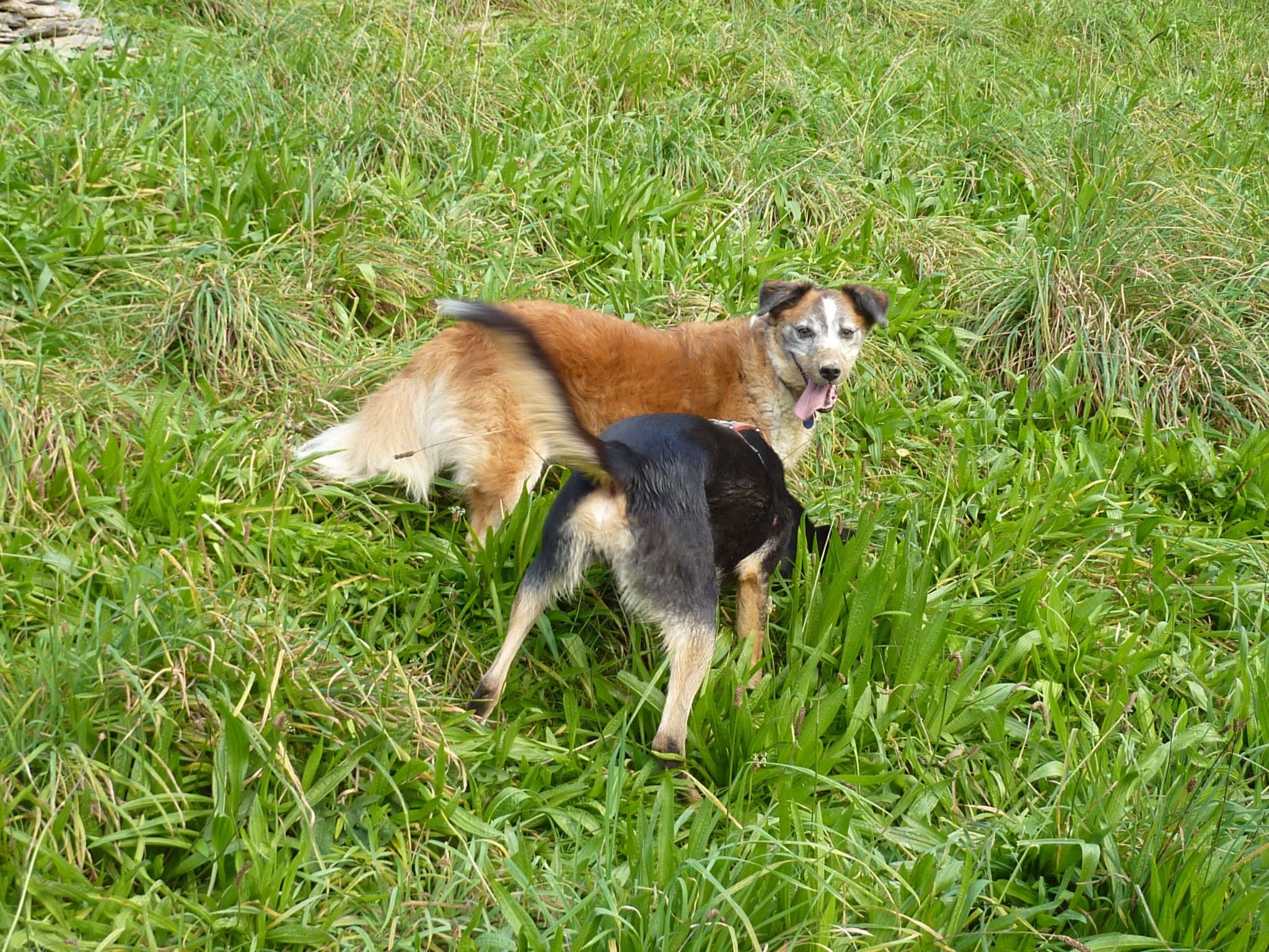 Holz-Blockhaus für vier Personen mit Terrasse-Binnen