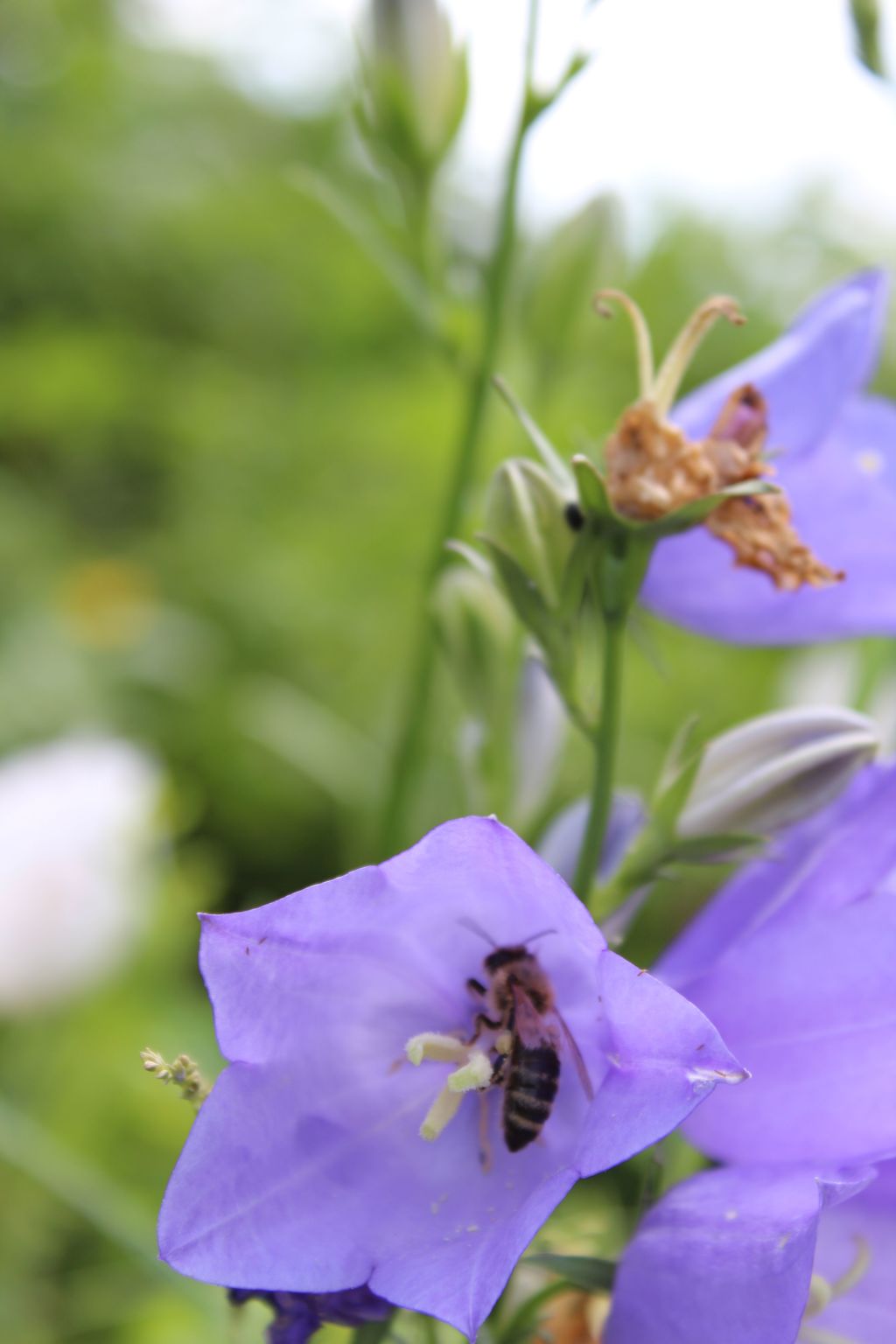 Almyssen-Image-tags.info