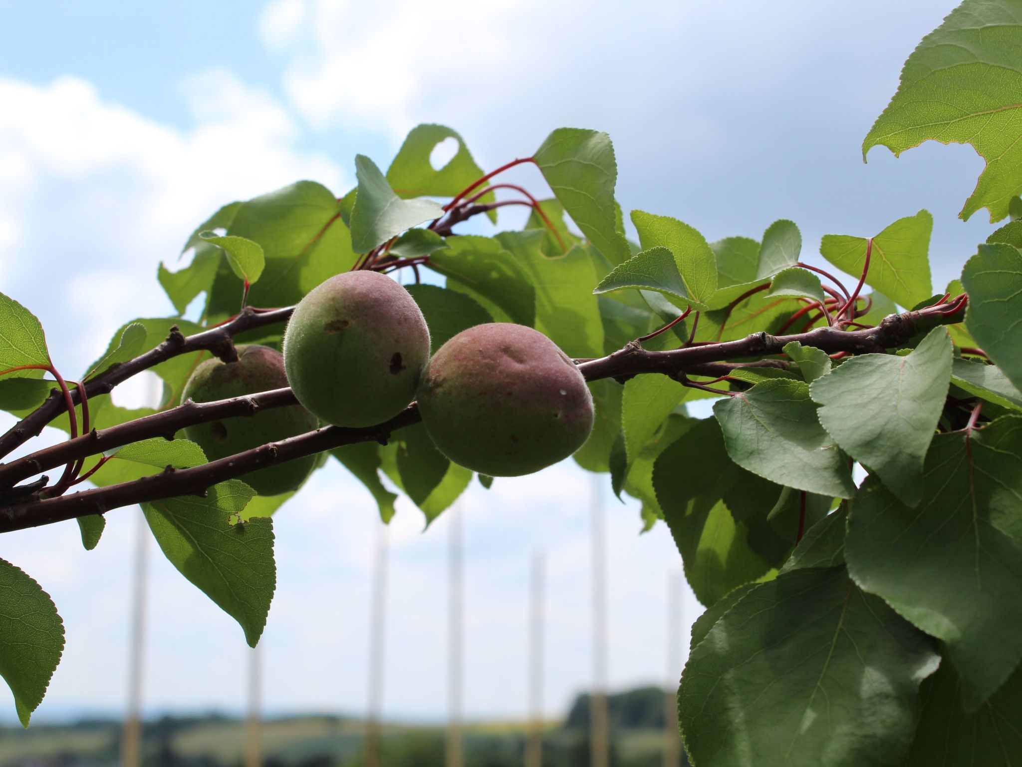 Almyssen-Image-tags.info