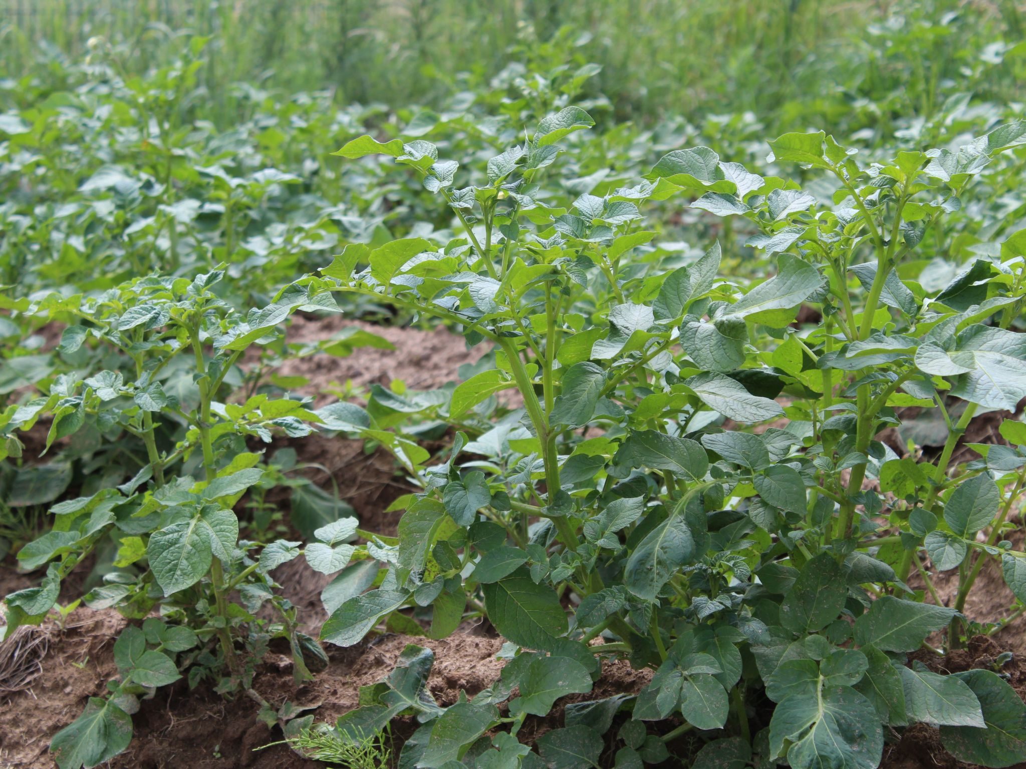 Almyssen-Image-tags.info