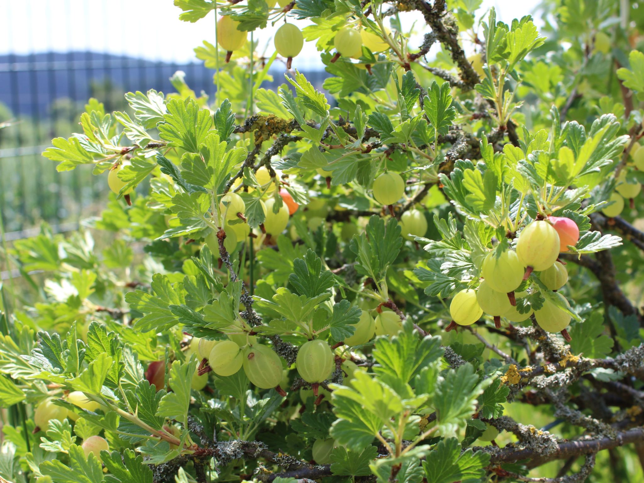 Almyssen-Image-tags.info