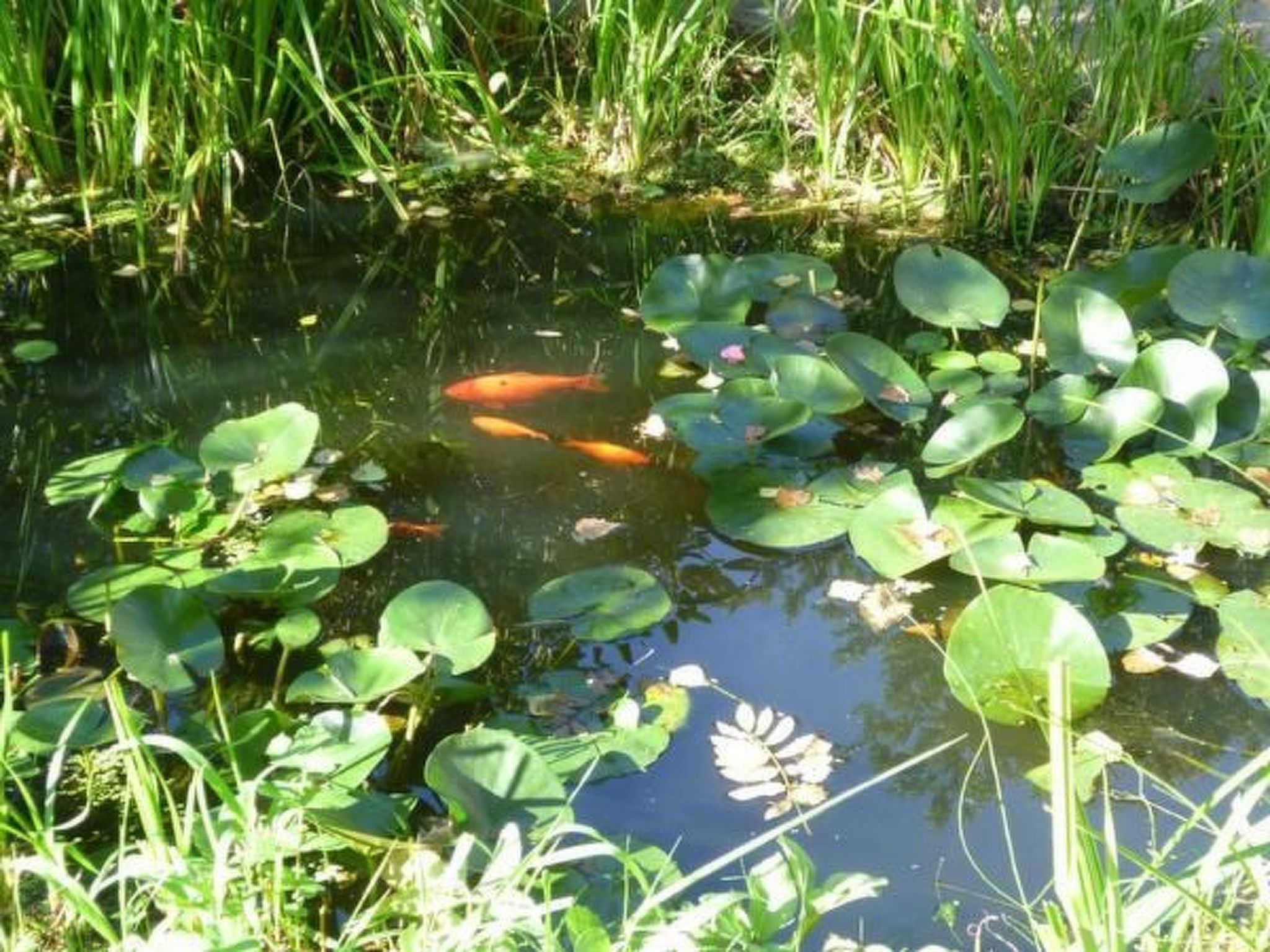In Zendscheid mit Offenem Kamin-Binnen
