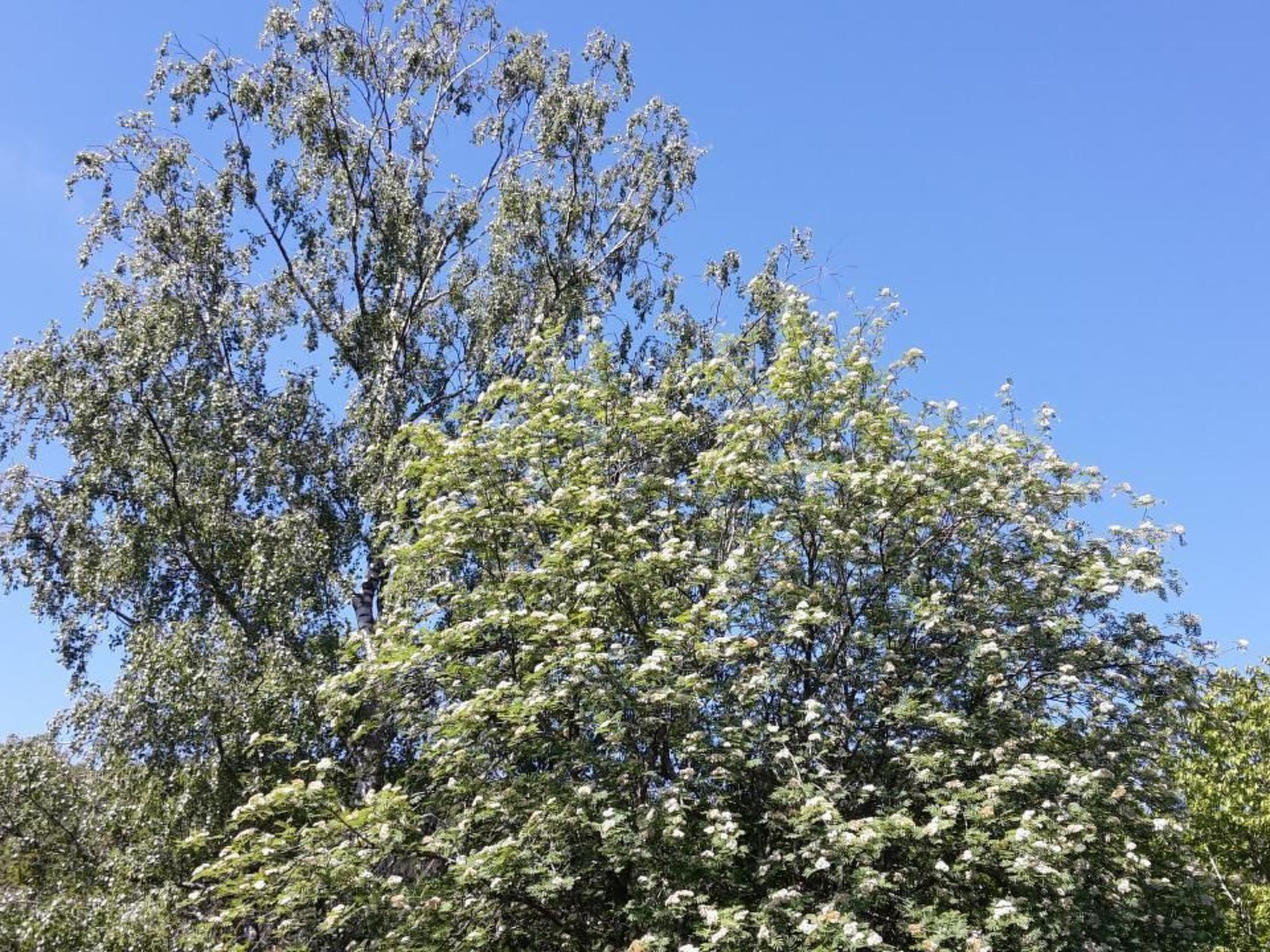 In Zendscheid mit Offenem Kamin-Binnen