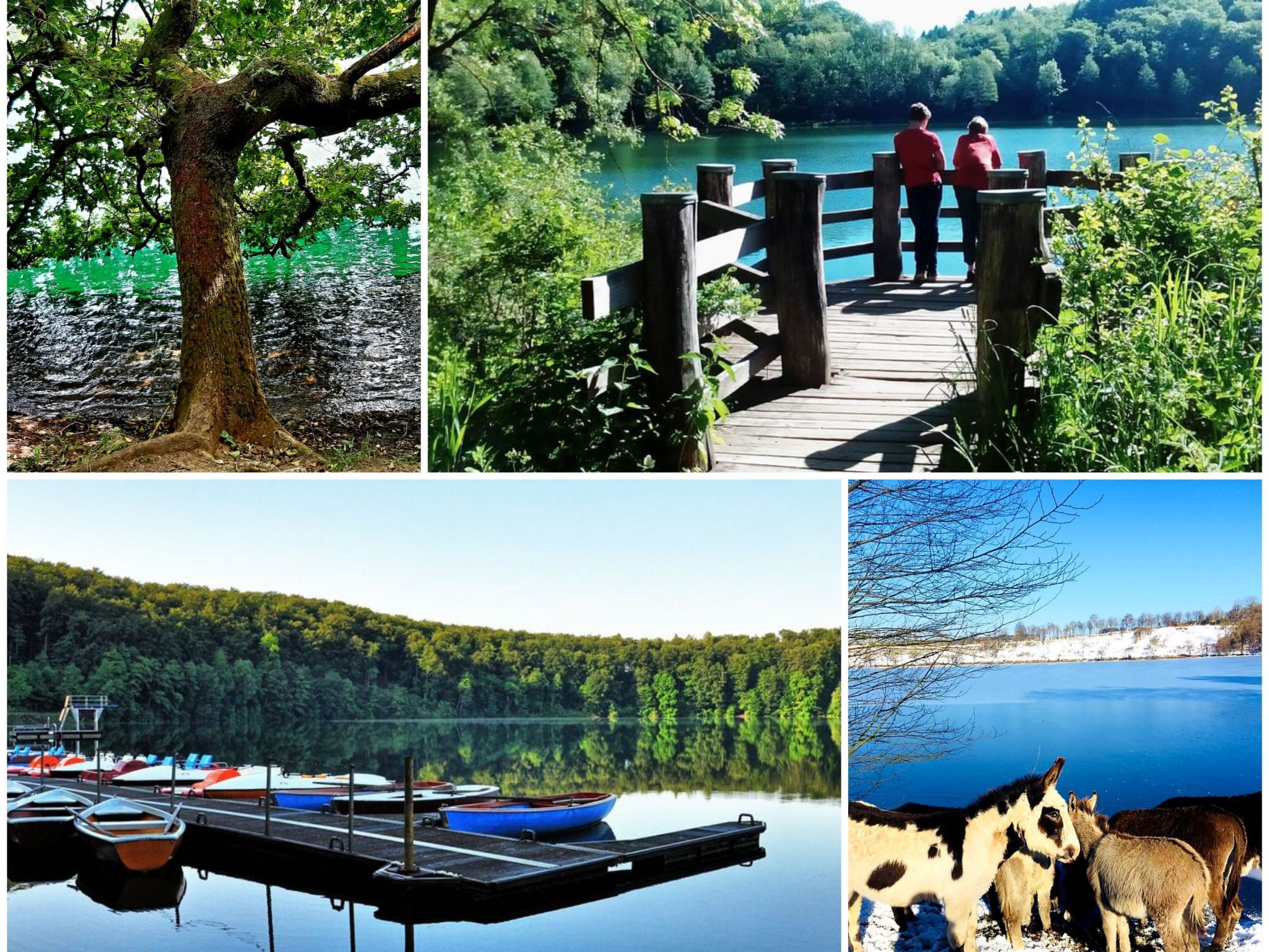 Vakantiehuis in Dreis-Brück (Duitsland) 1 hond is welkom