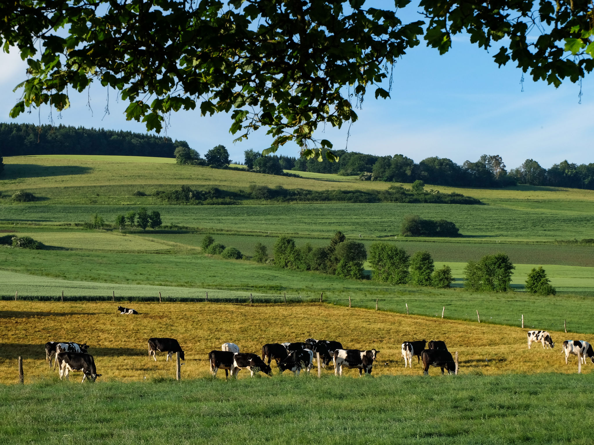 Reinskopf-Omgeving