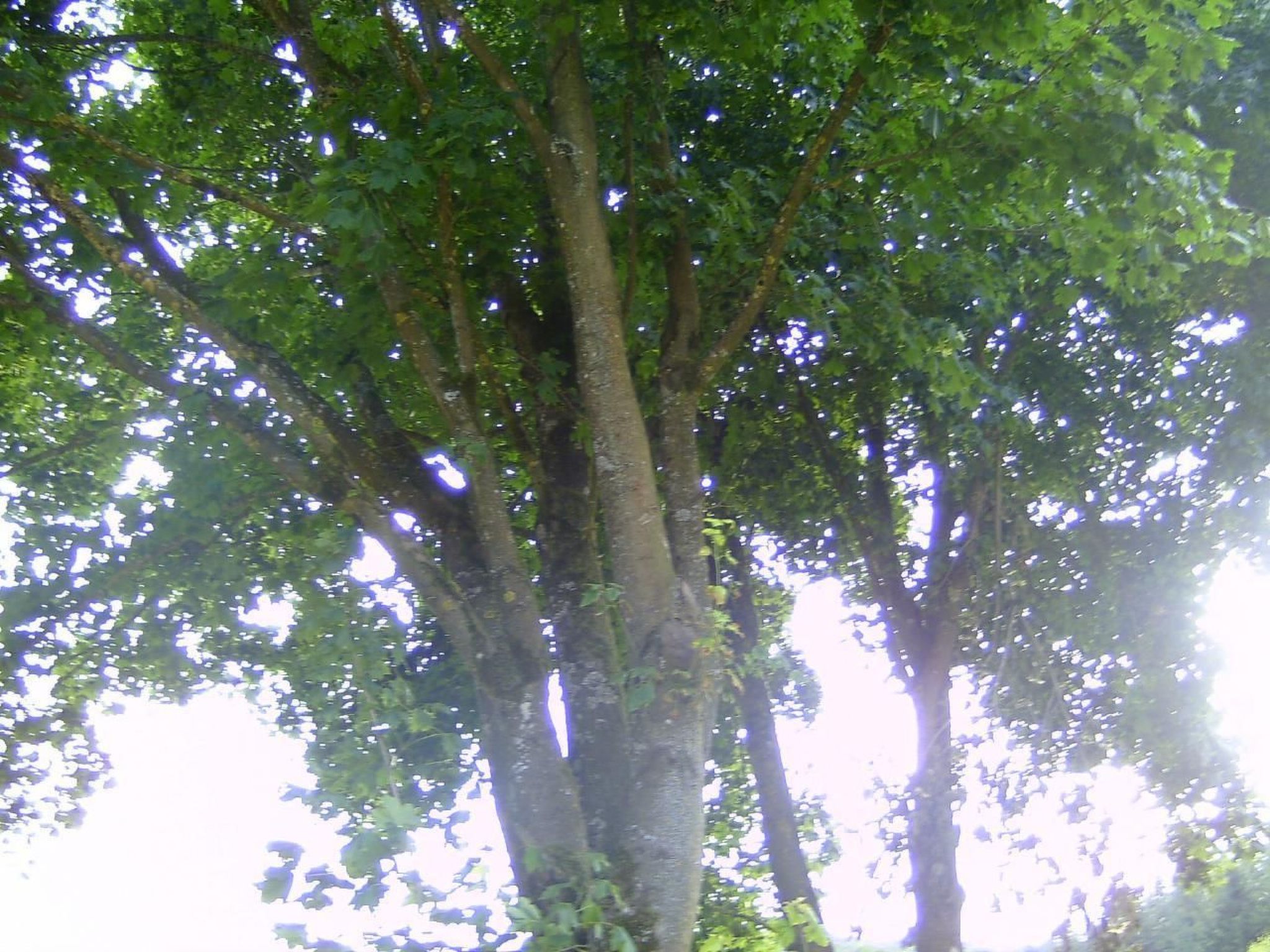 Kommerswag-Image-tags.info